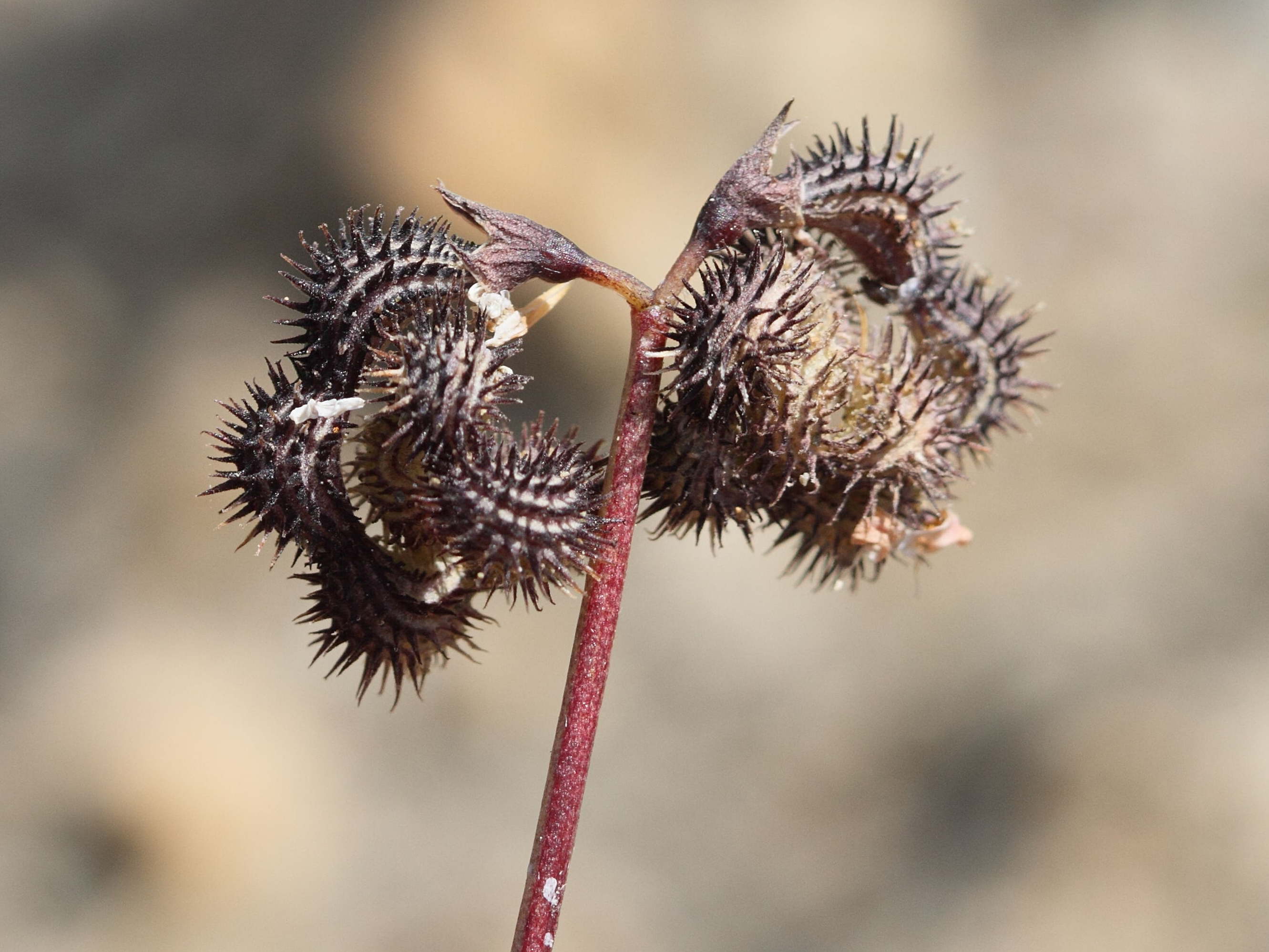 scorpiurus_muricatus4bd