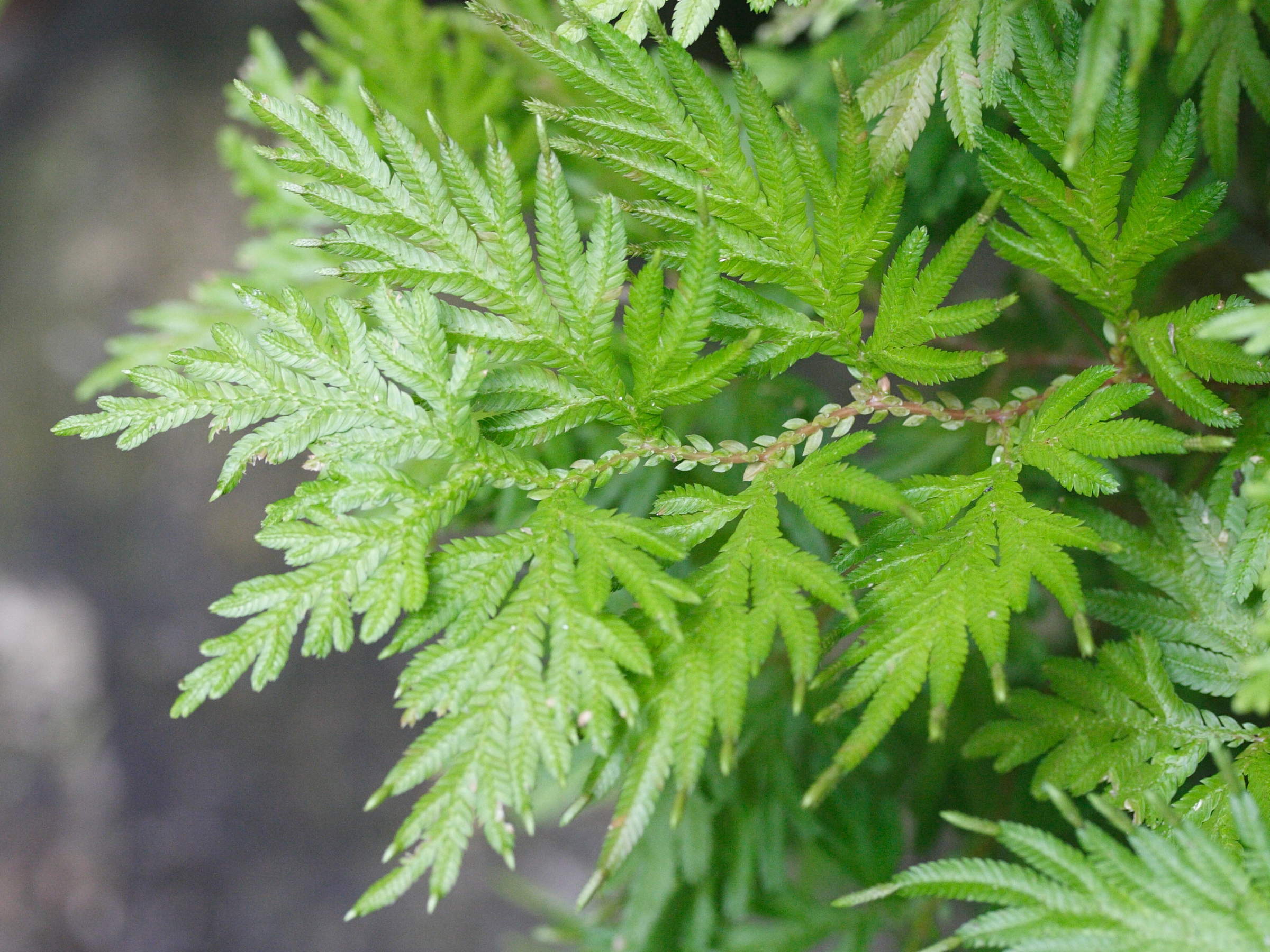 selaginella_flabellata5md