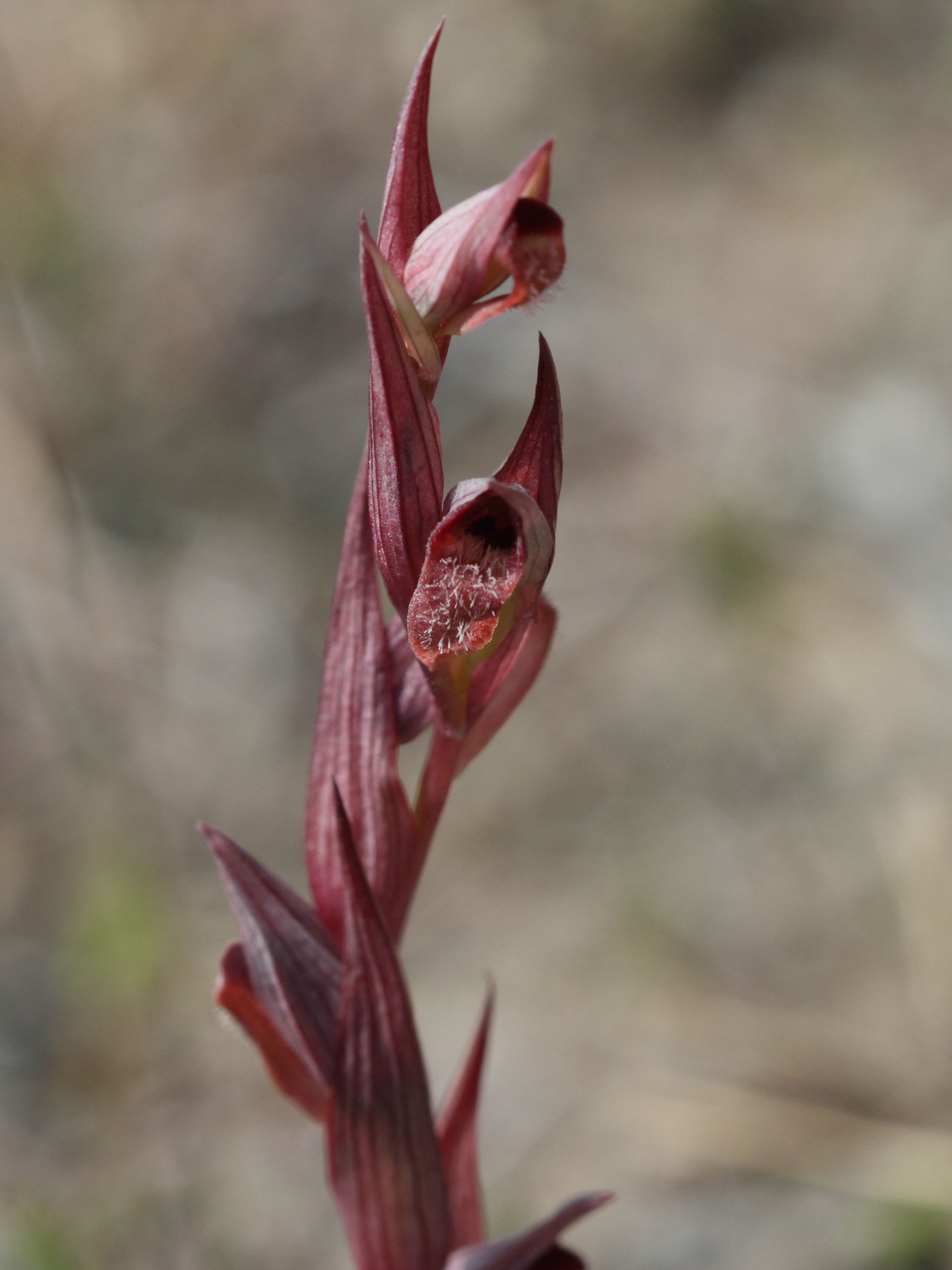 serapias_bergonii1bd