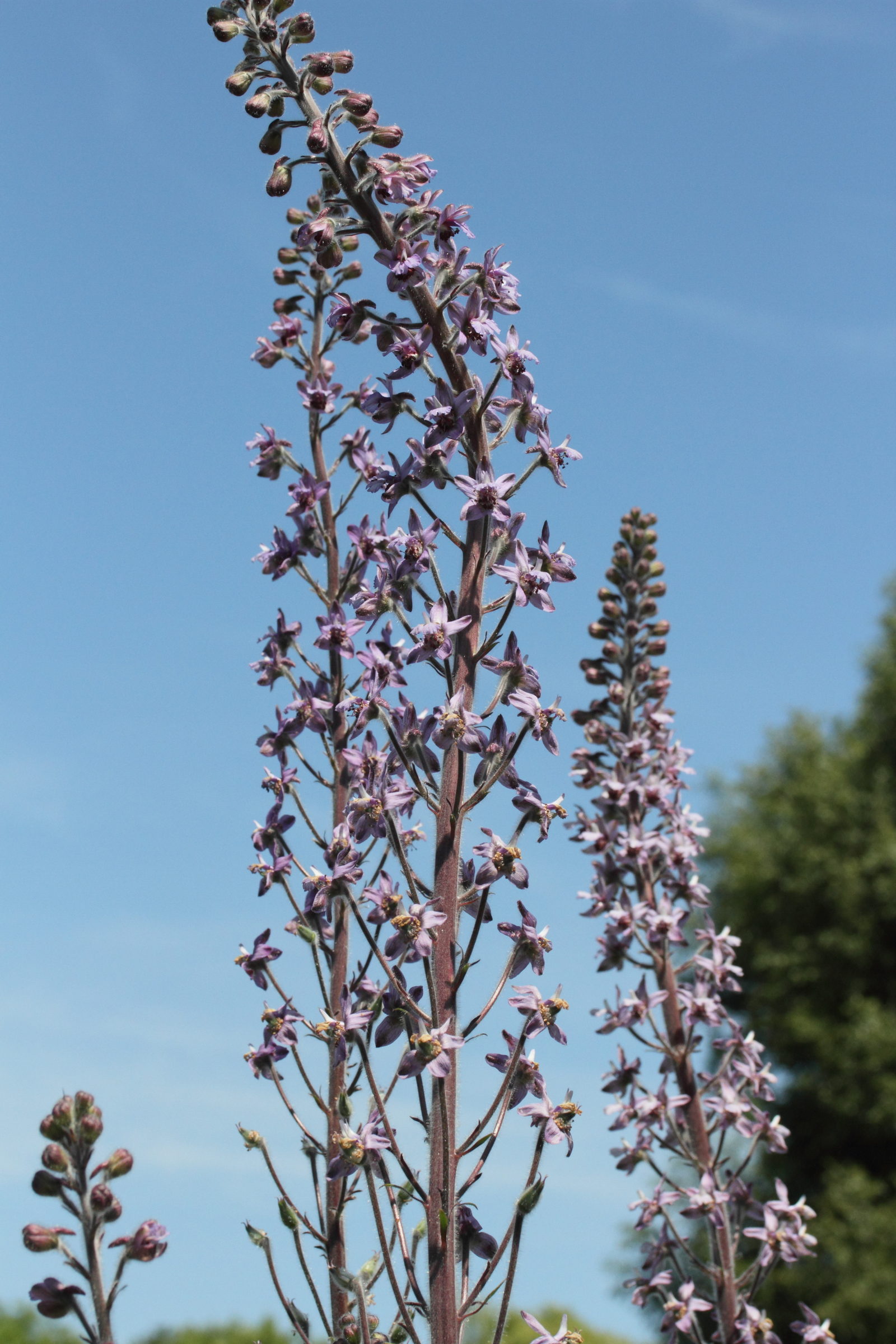 Afficher le média Staphisagria_picta ssp requienii Staphisagria_picta ssp requienii