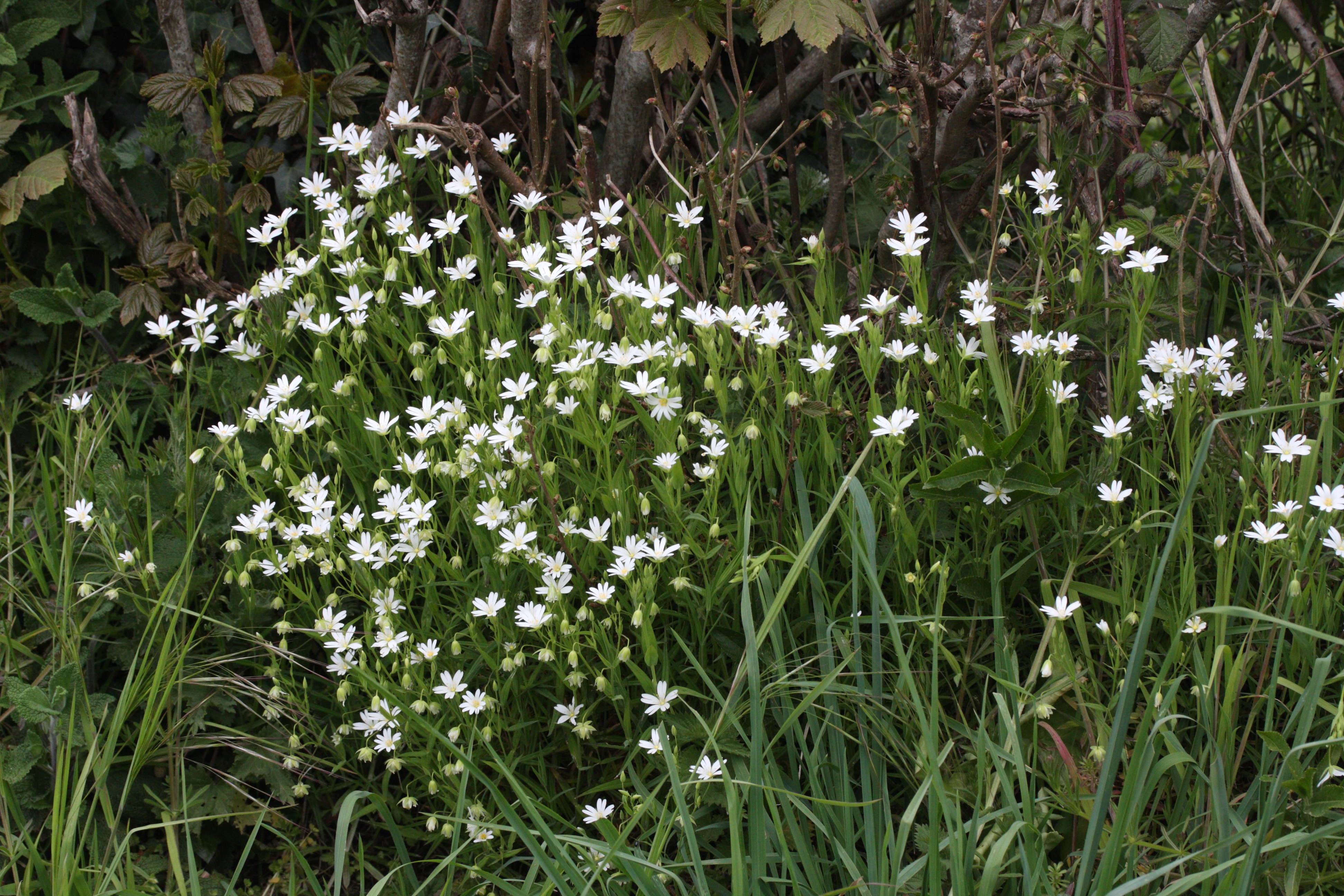 Afficher le média stellaria_holostea1md stellaria_holostea1md