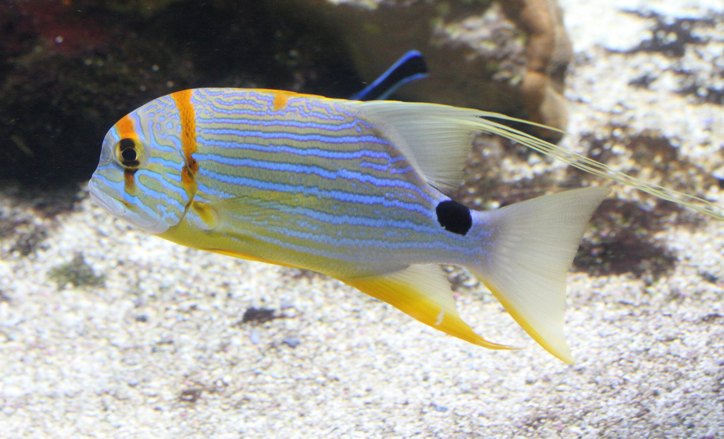 Symphorichthys_spilurus