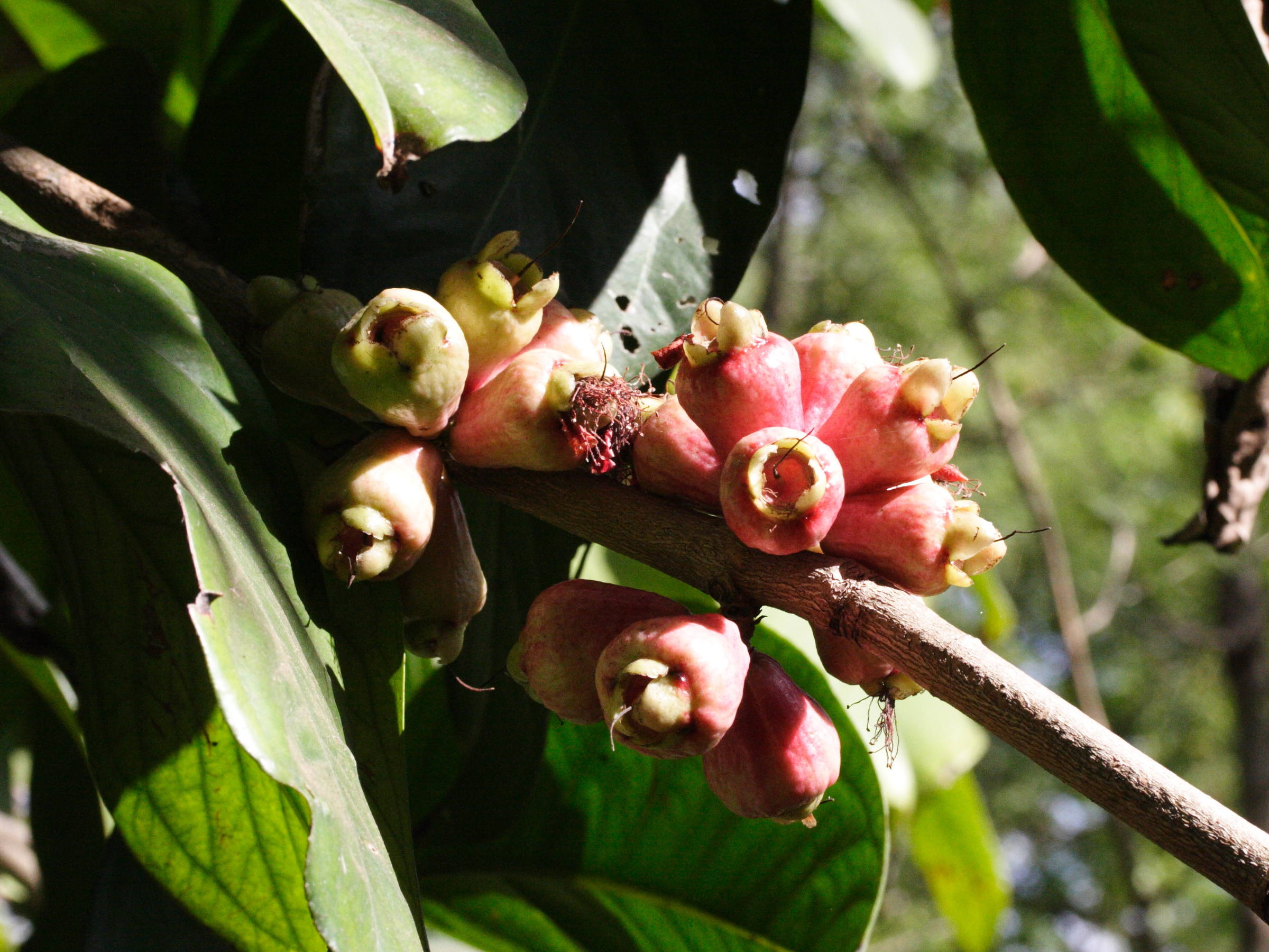 syzygium_samarangense3md