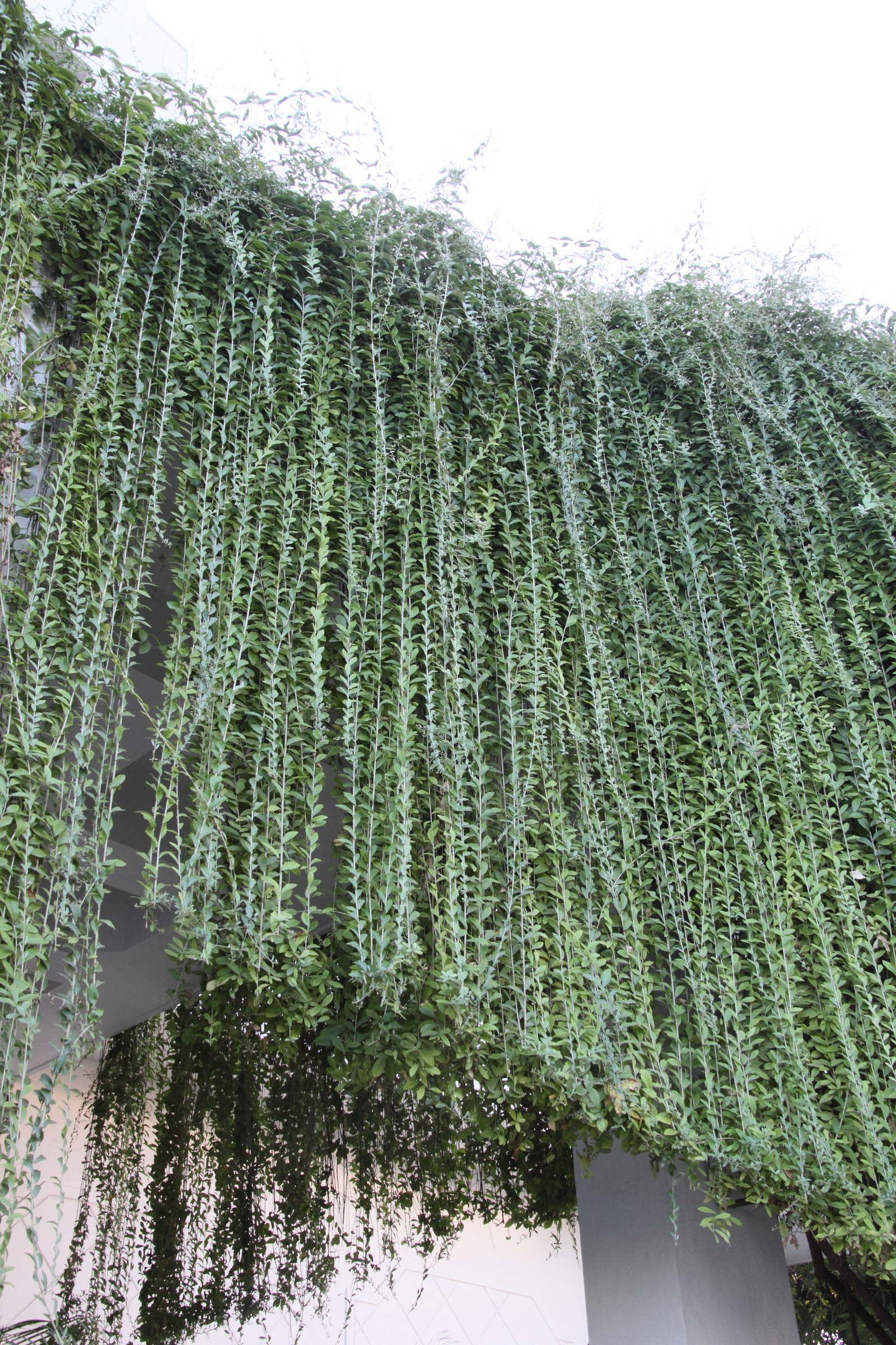 tarlmounia_elliptica1md