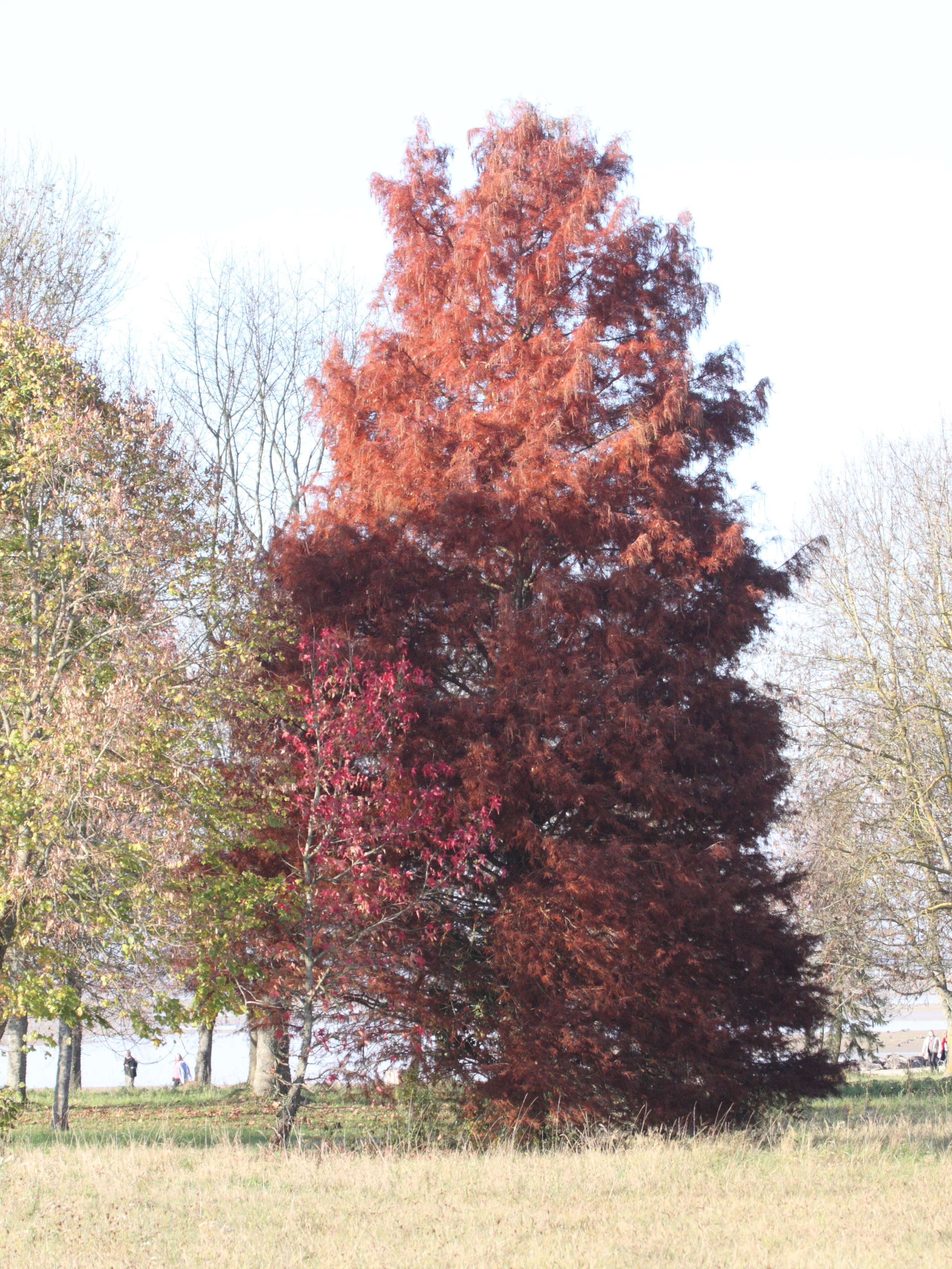 Afficher le média taxodium_distichum7md taxodium_distichum7md