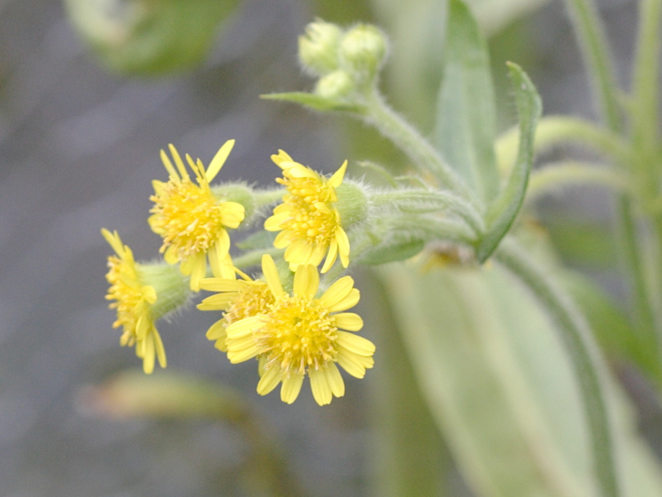 tephroseris_palustris3md