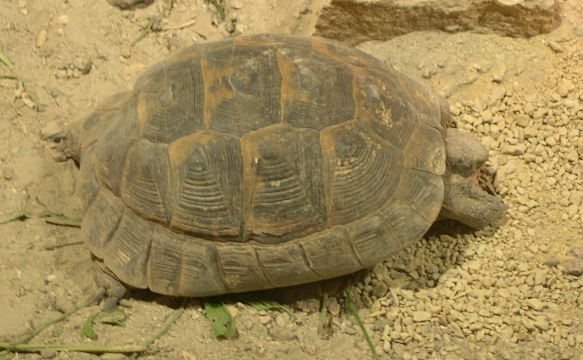 testudo_graeca_ibera1md