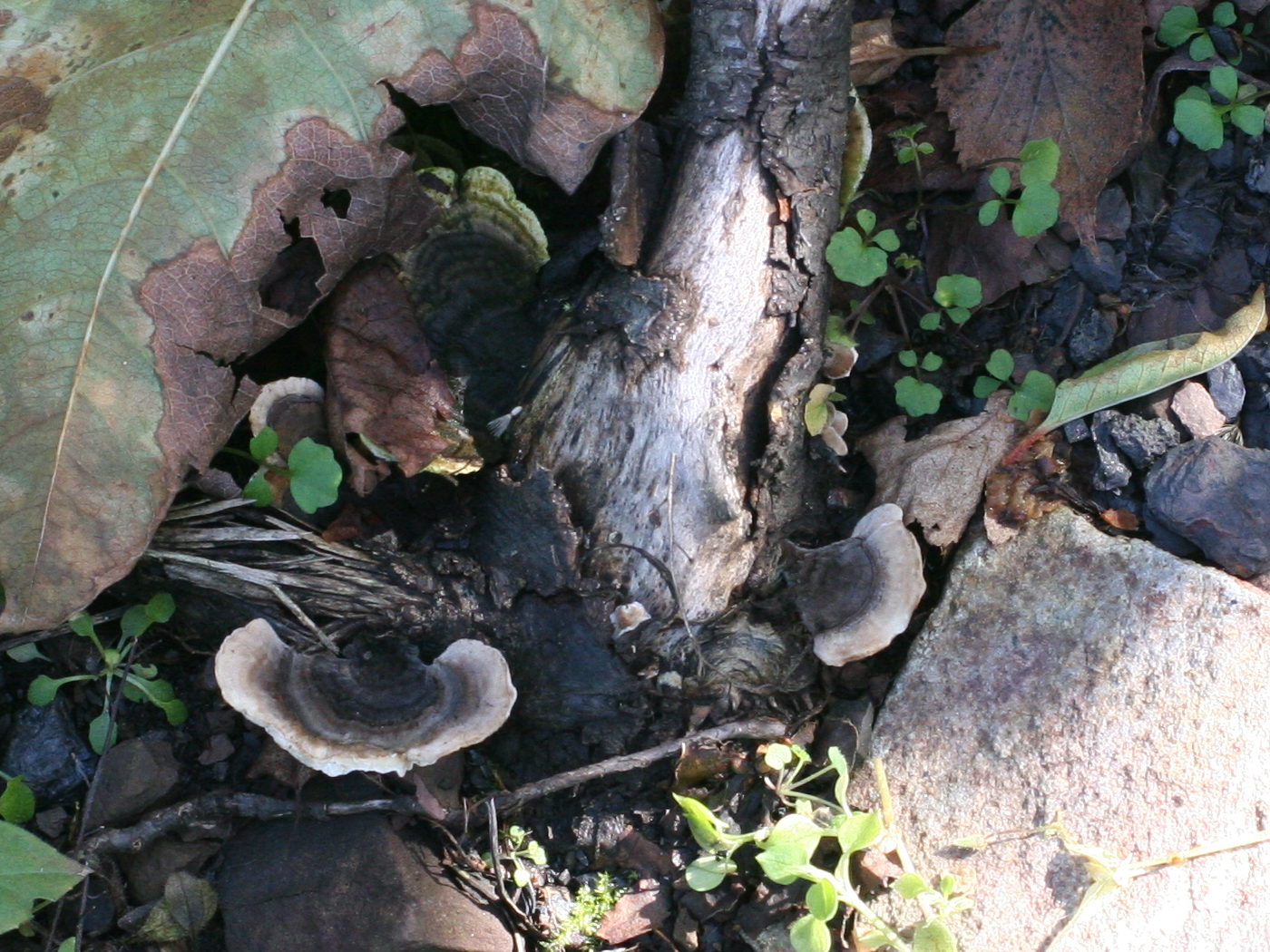 Afficher le média trametes_versicolor3md trametes_versicolor3md