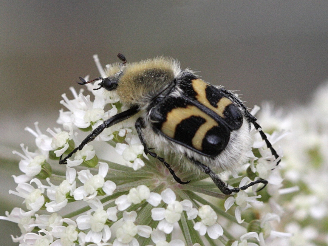 trichius_fasciatus2bd