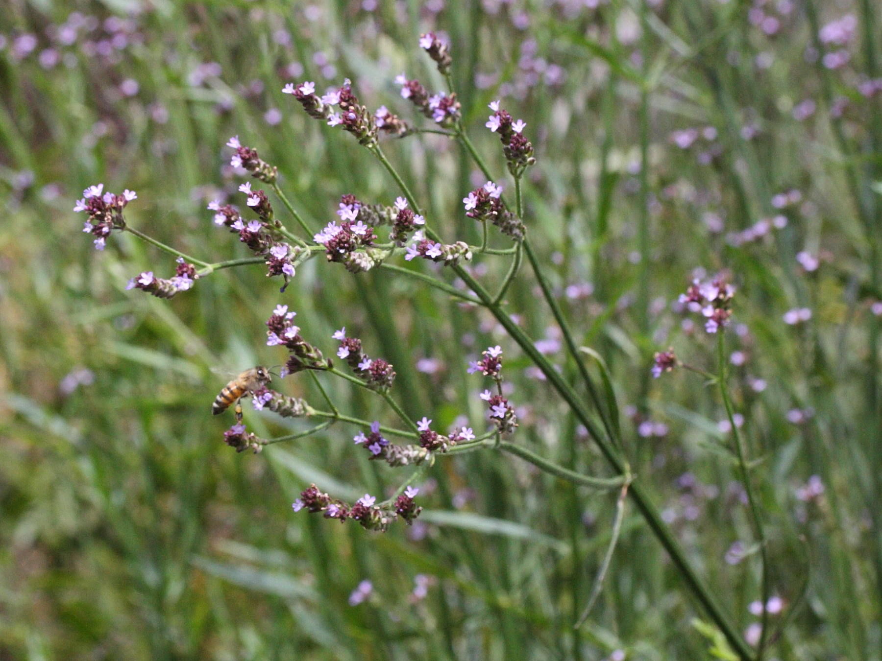 verbena_brasiliensis2md