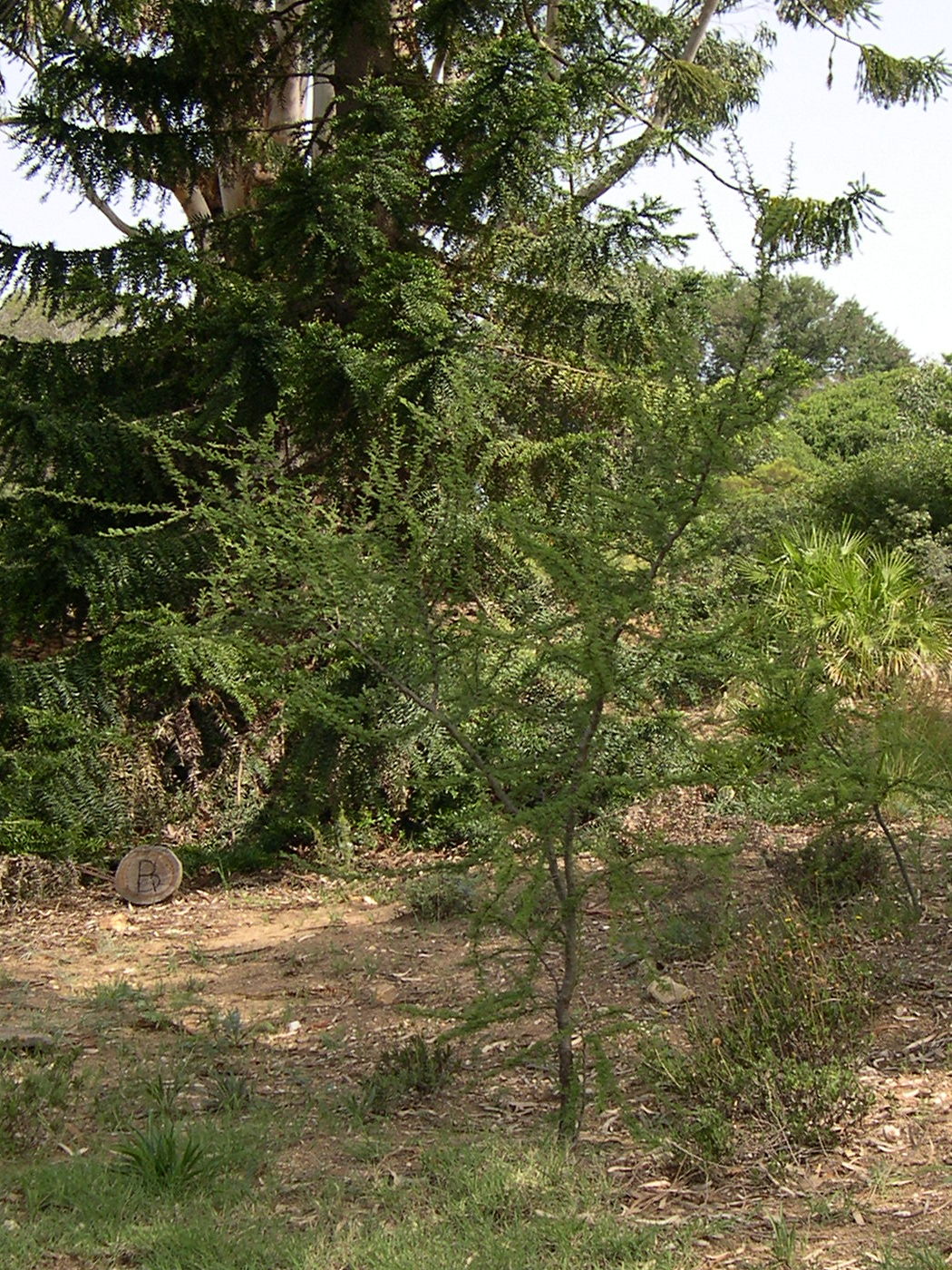 Afficher le média acacia_caven1md acacia_caven1md