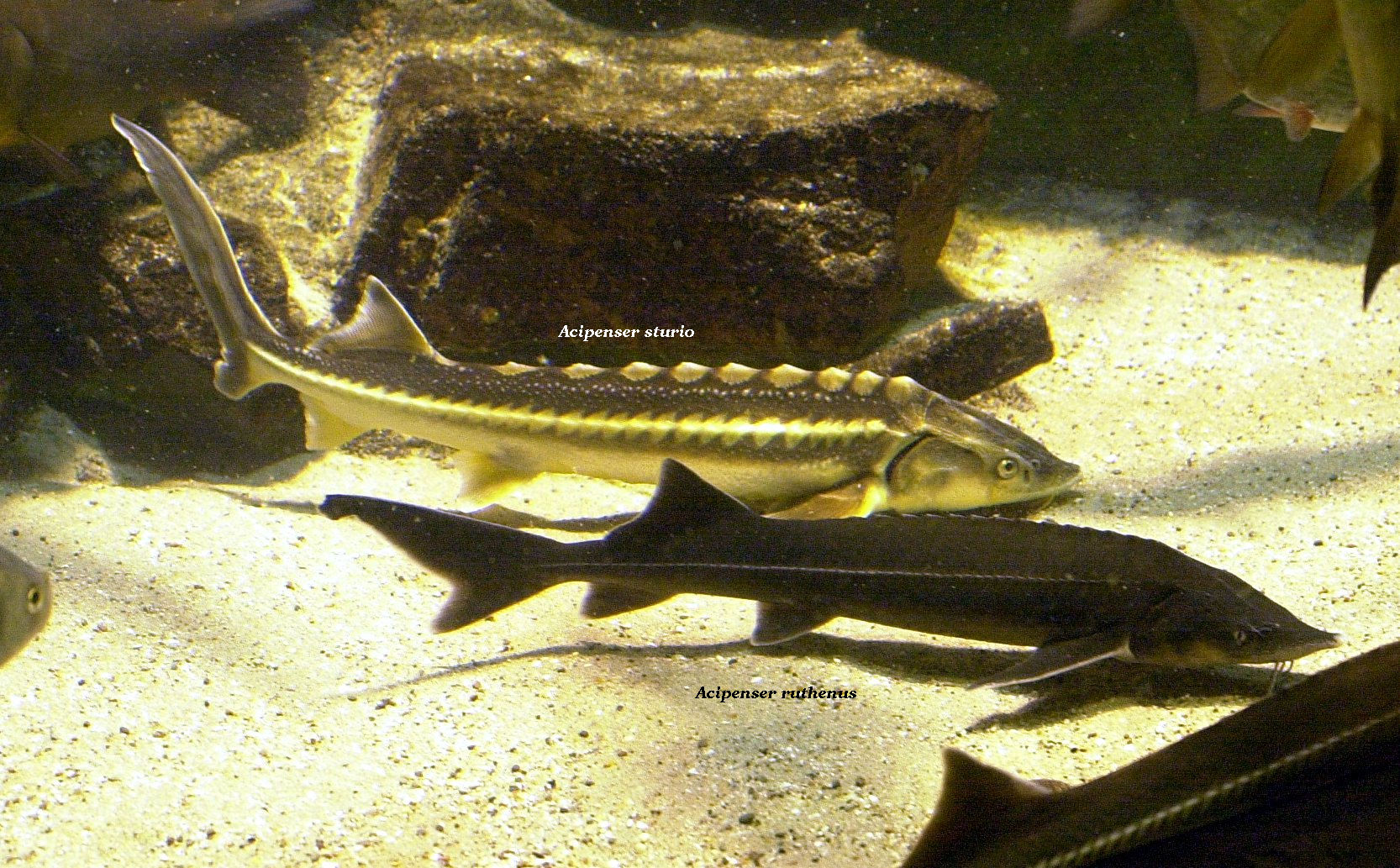 acipenser_ruthenus1md