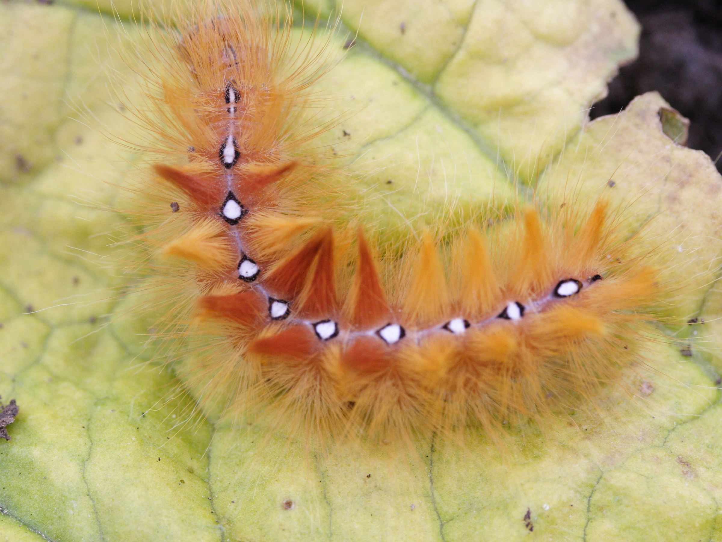 acronicta_aceris_ch1bd