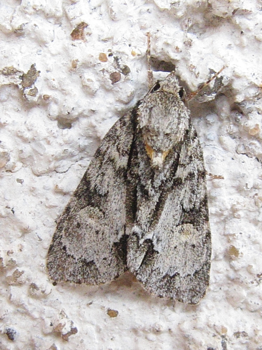 acronicta_strigosa1bd