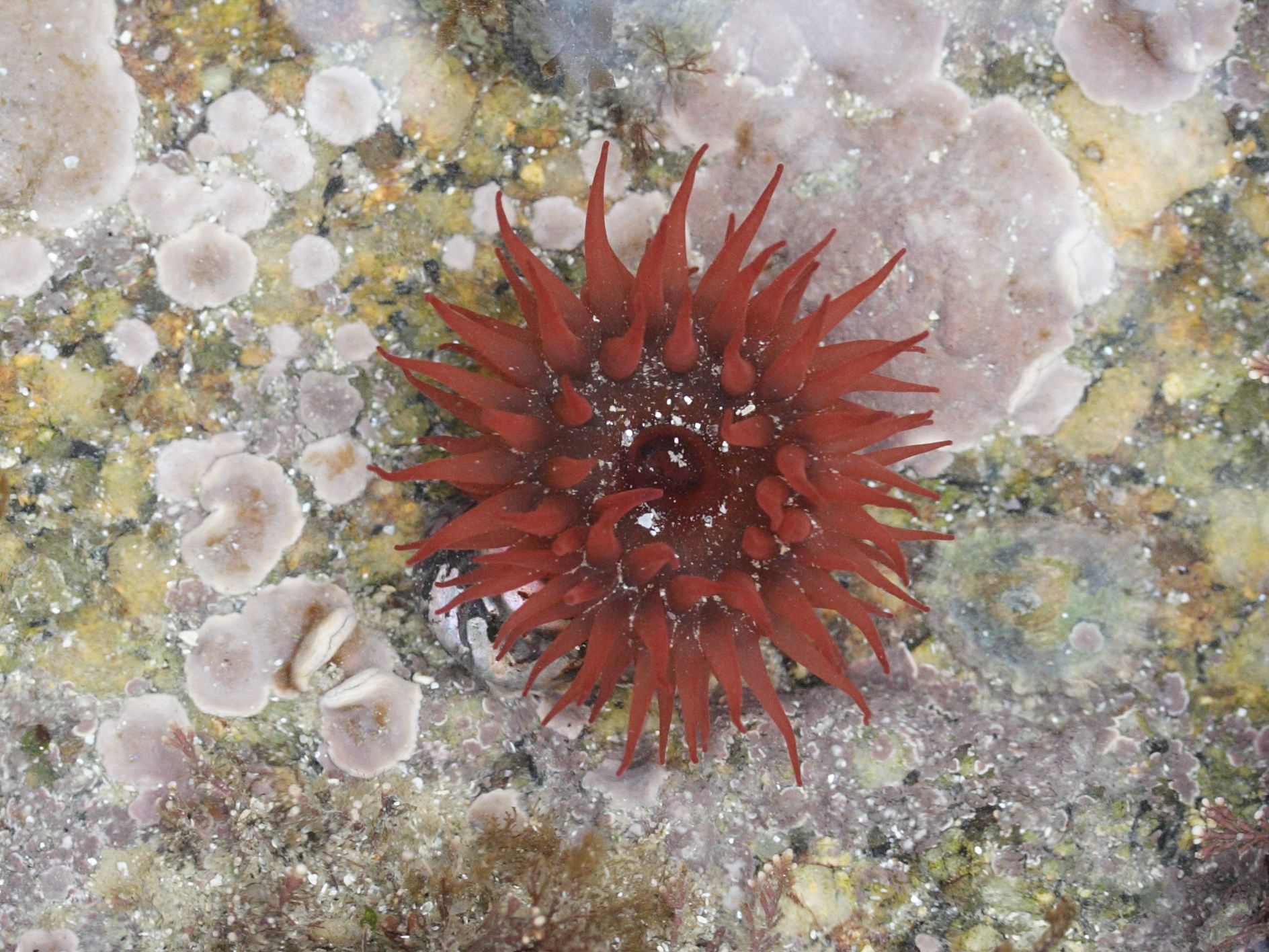 actinia_equina4md