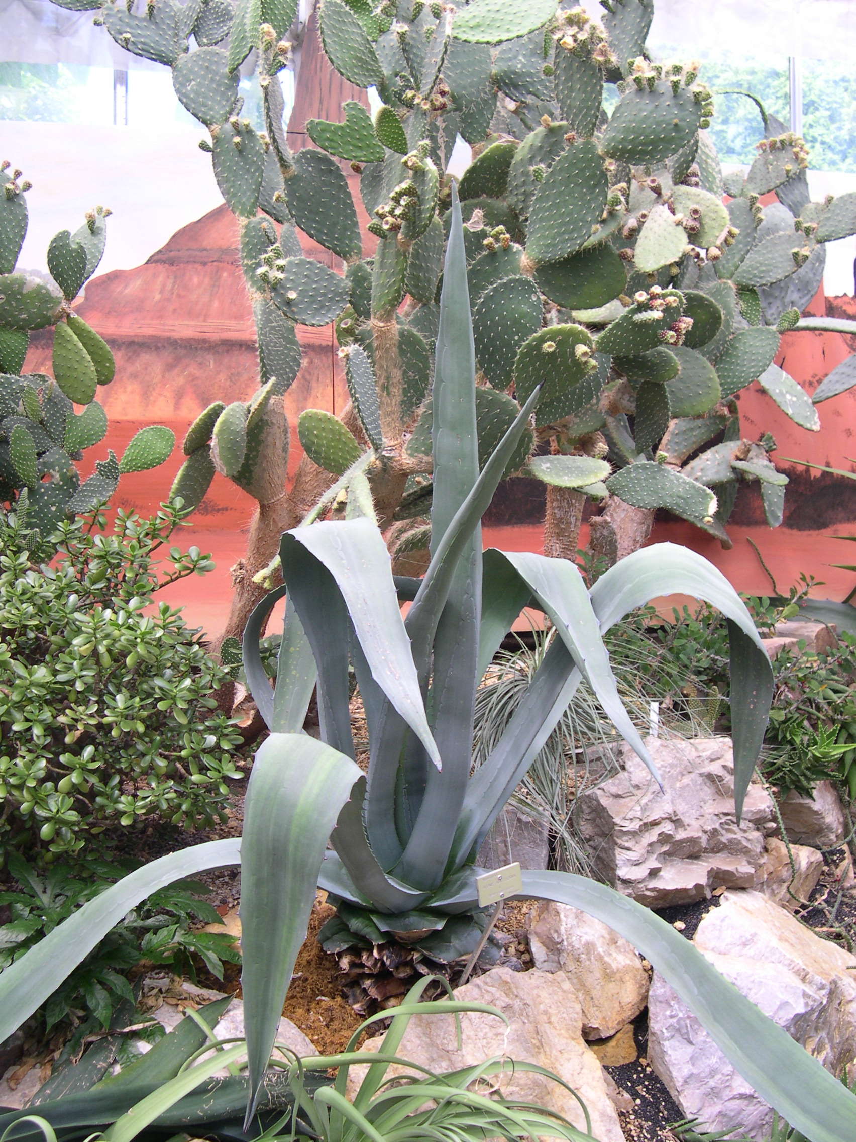 agave_americana2md