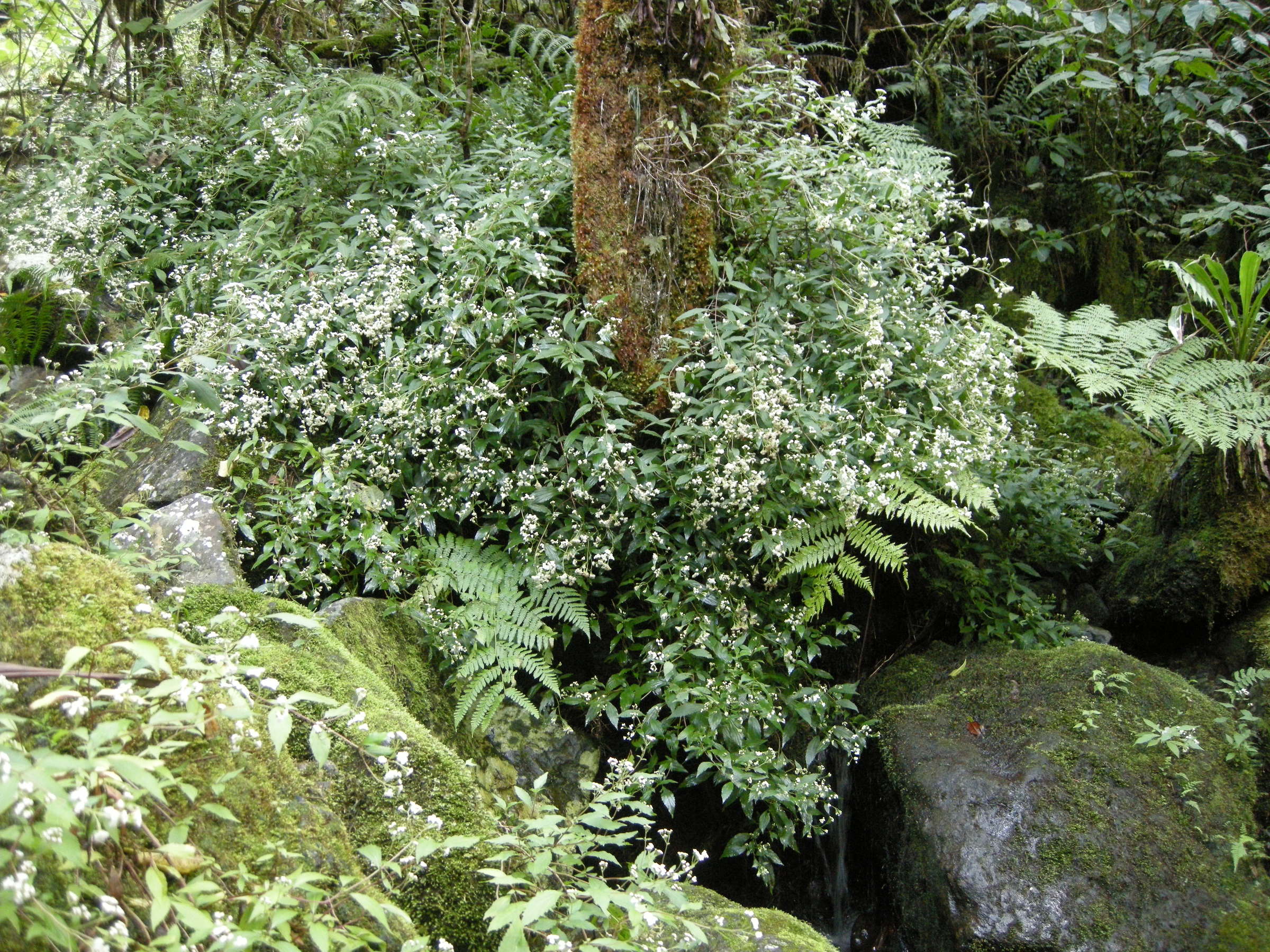 ageratina_riparia1md