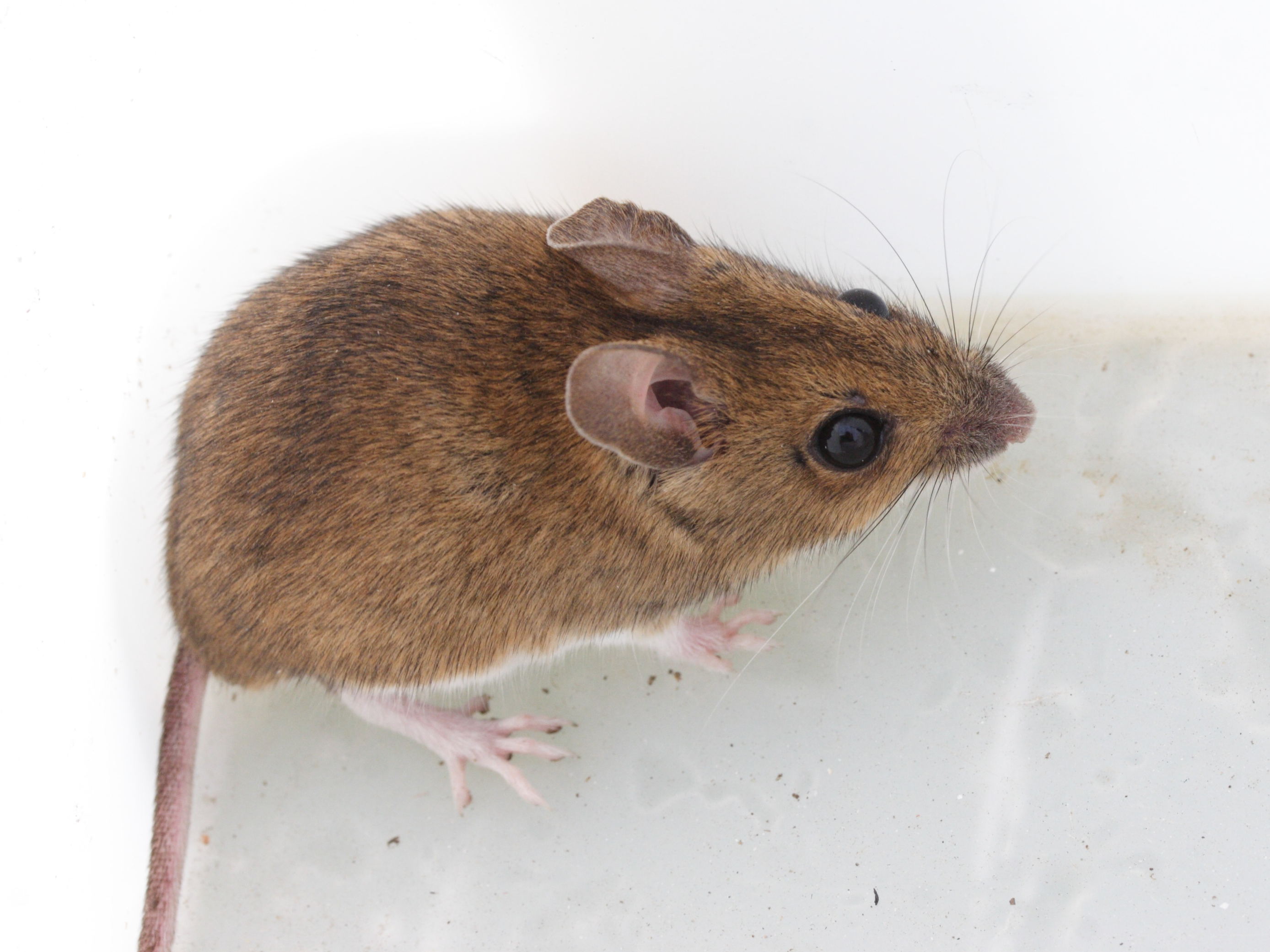 apodemus_sylvaticus5md