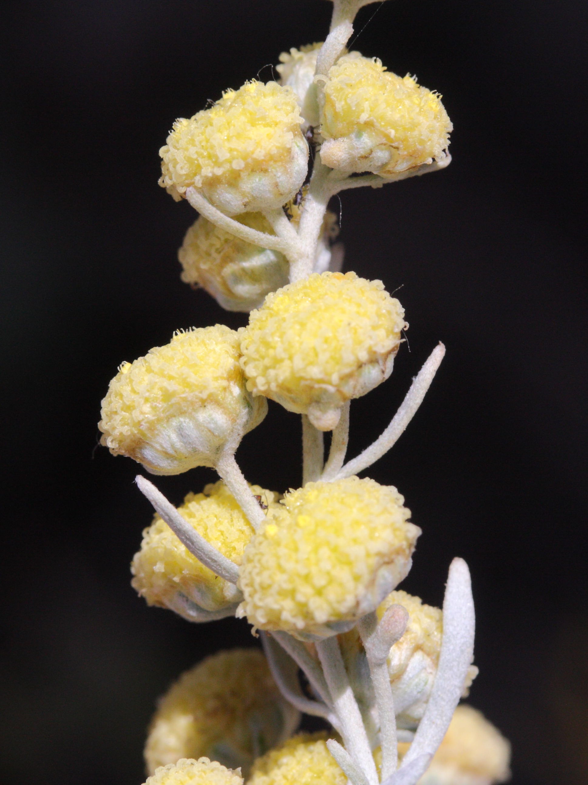 artemisia_arborescens4md