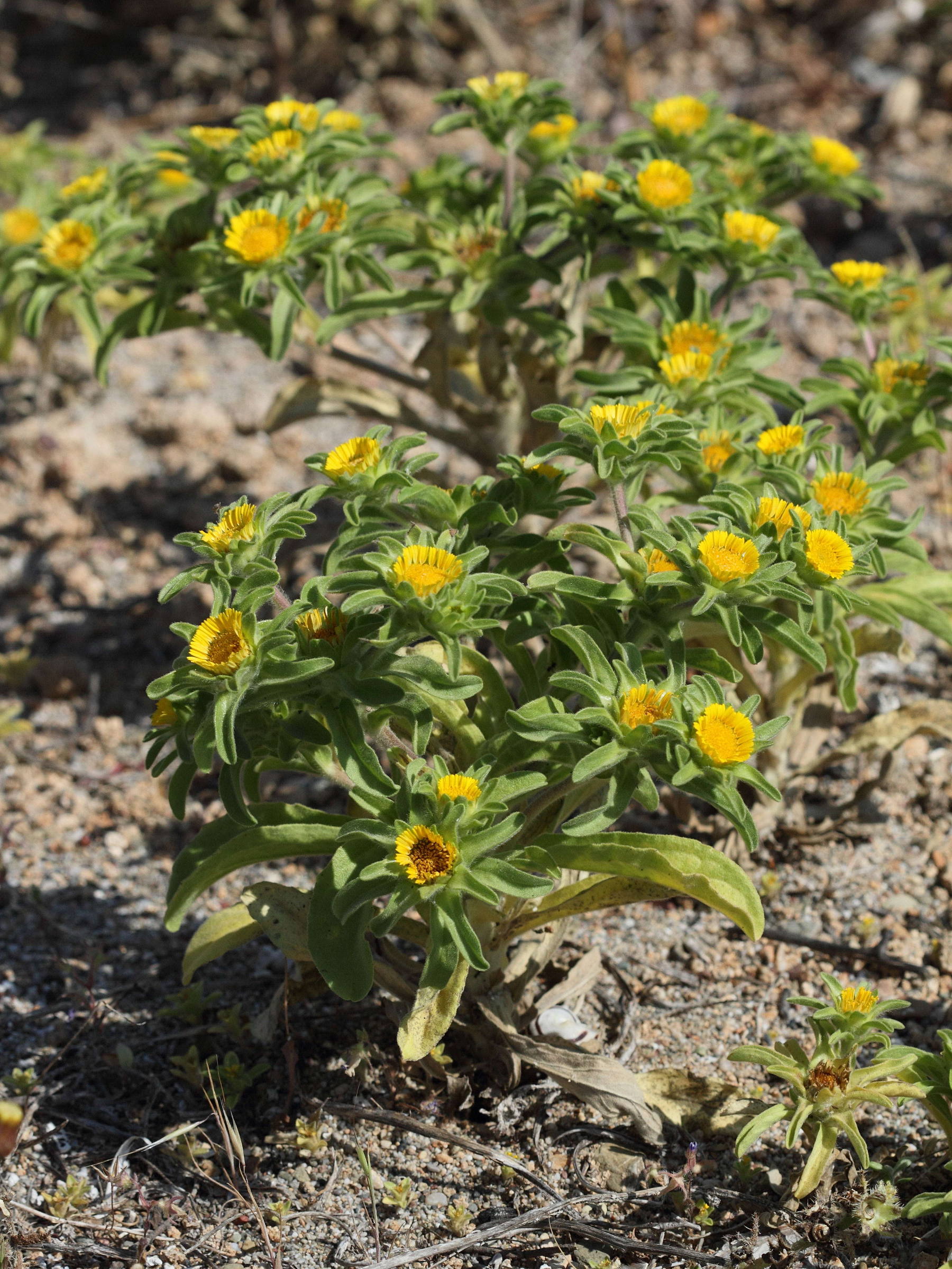 asteriscus_aquaticus_aquaticus1bd