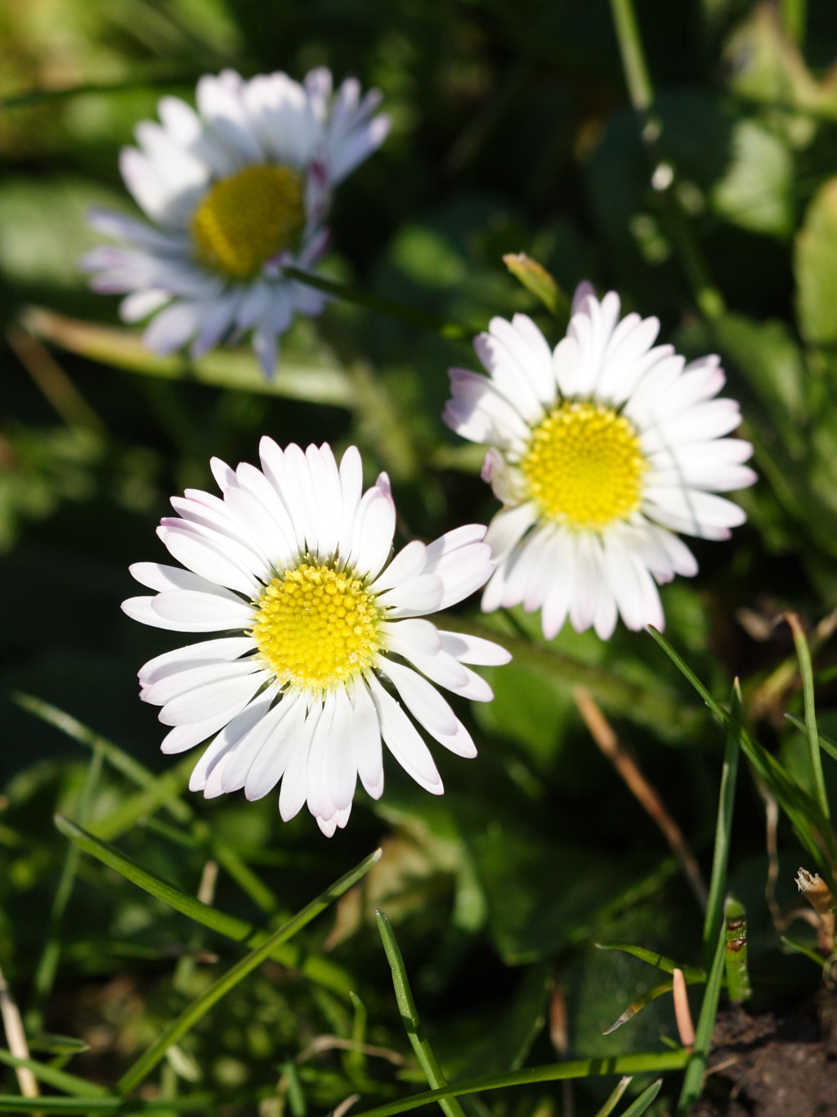 bellis_perennis3bd