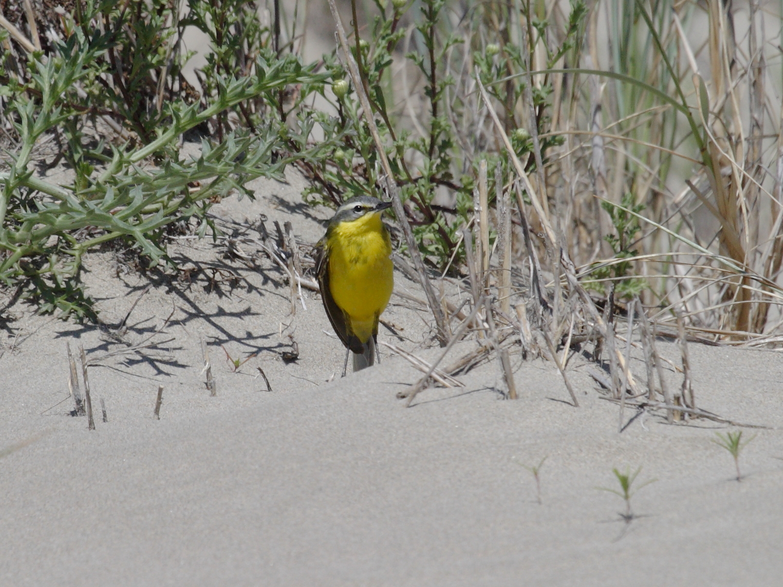 bergeronnette_printaniere_-_motacilla_flava_flava2bd