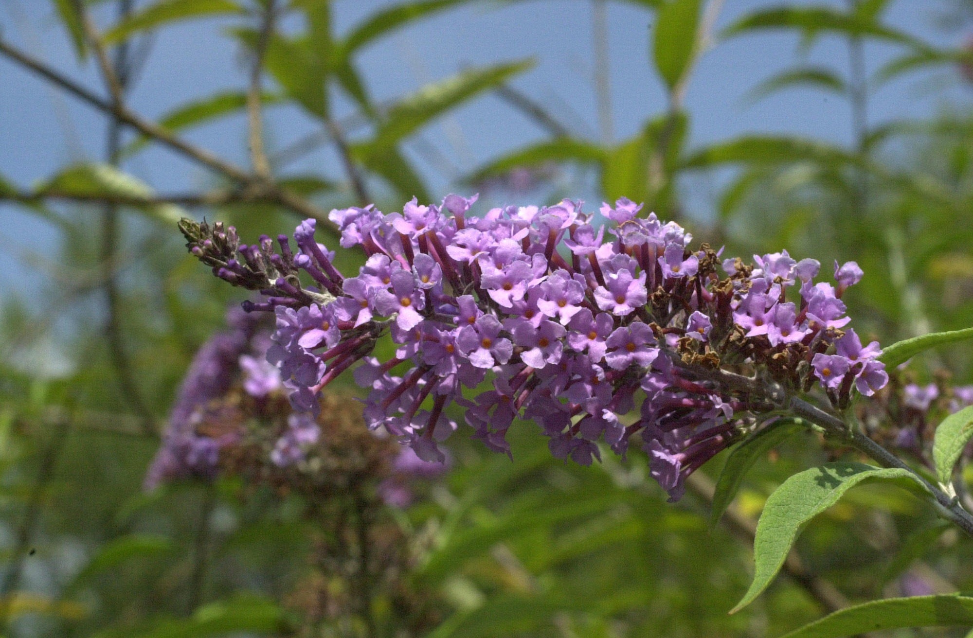 Buddleia_davidii