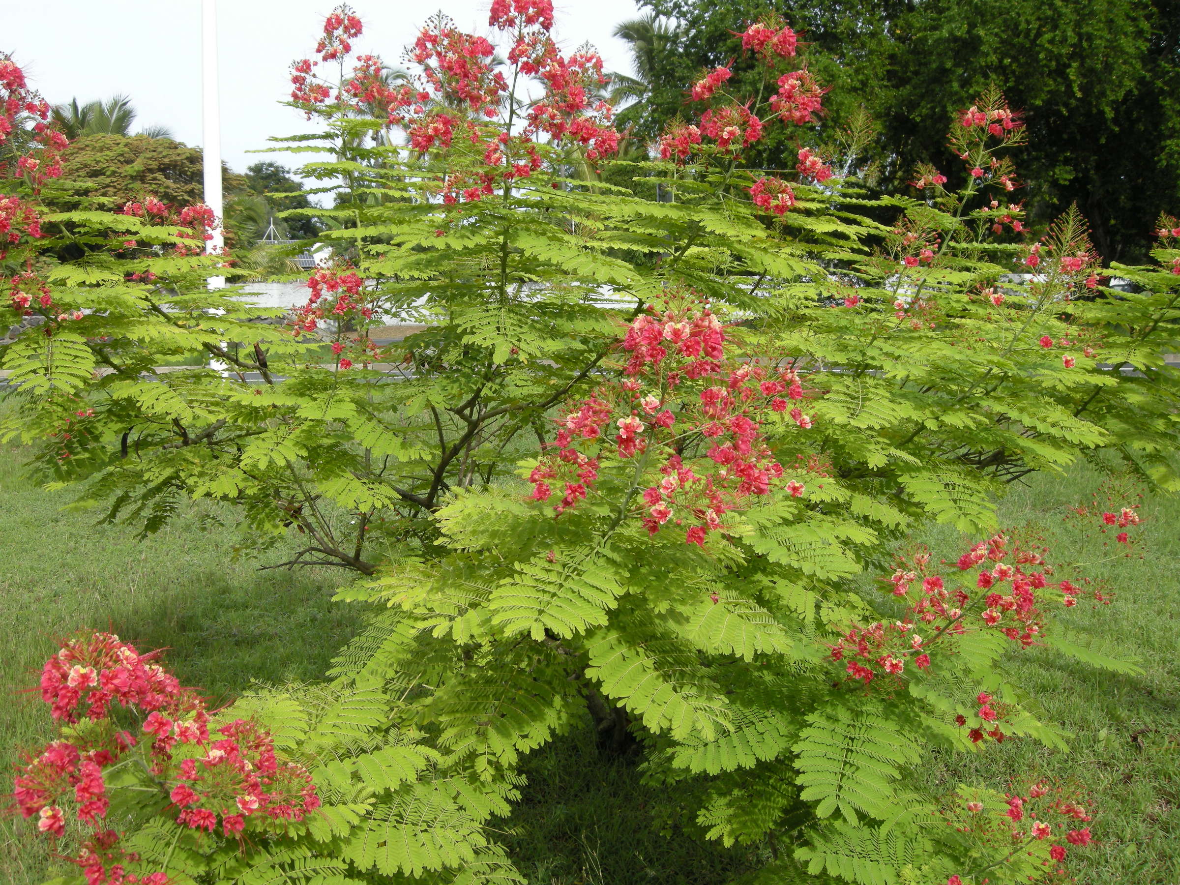 caesalpinia_pulcherrima3md