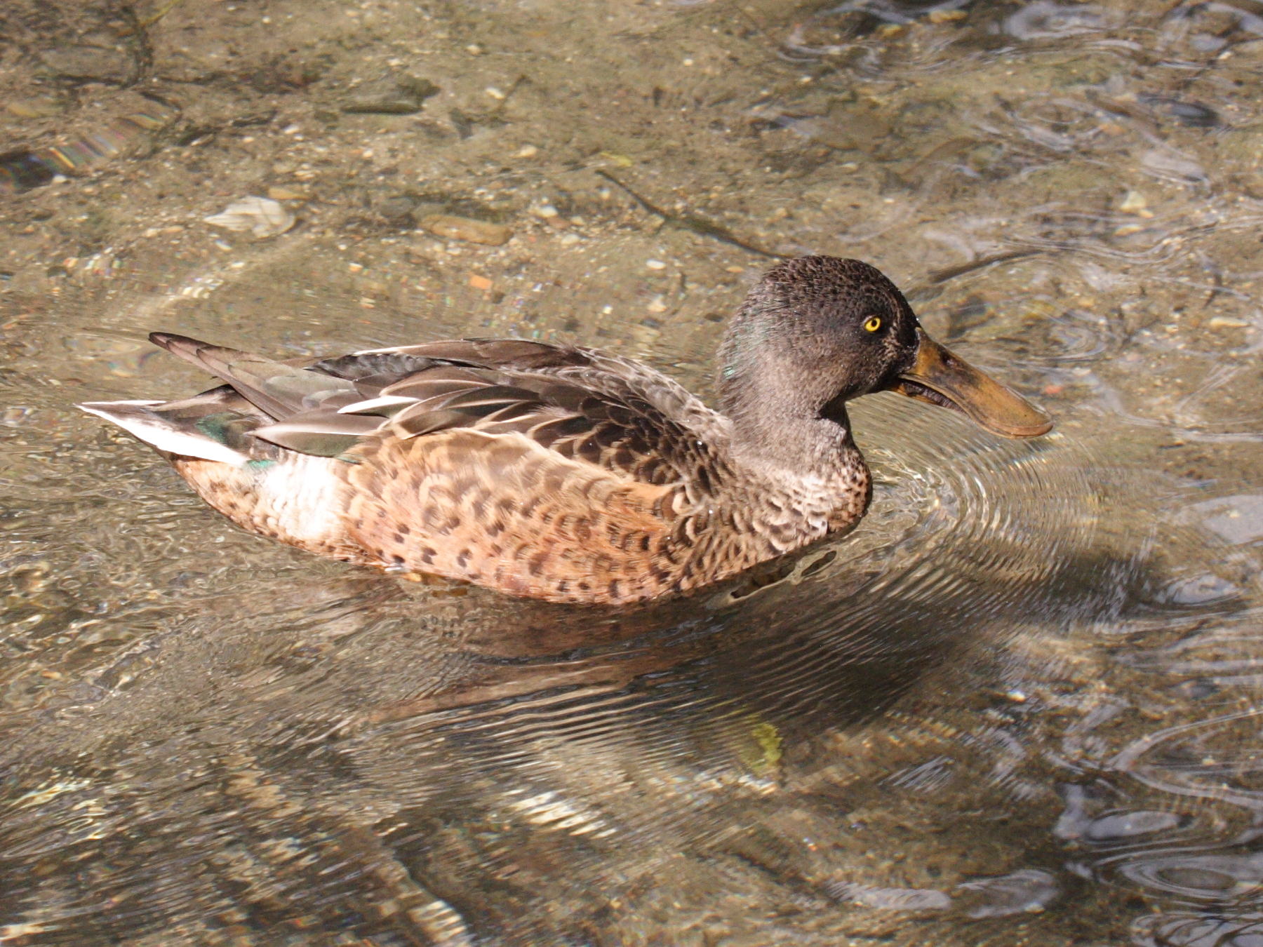 canard_bride_-_anas_rhynchotis2bd