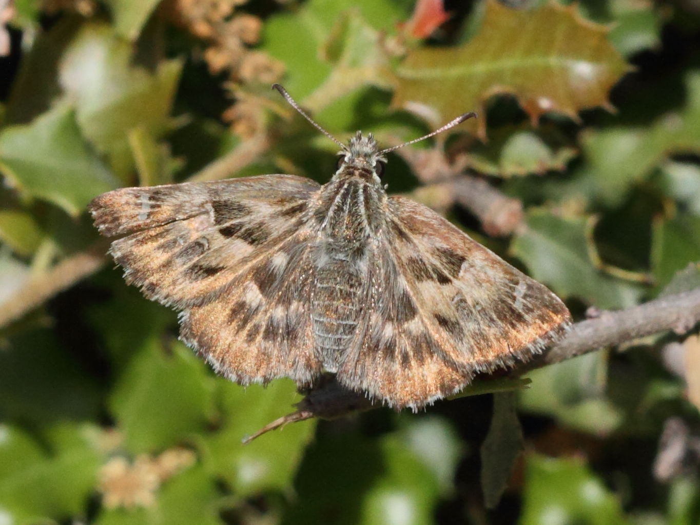 carcharodus_orientalis1bd