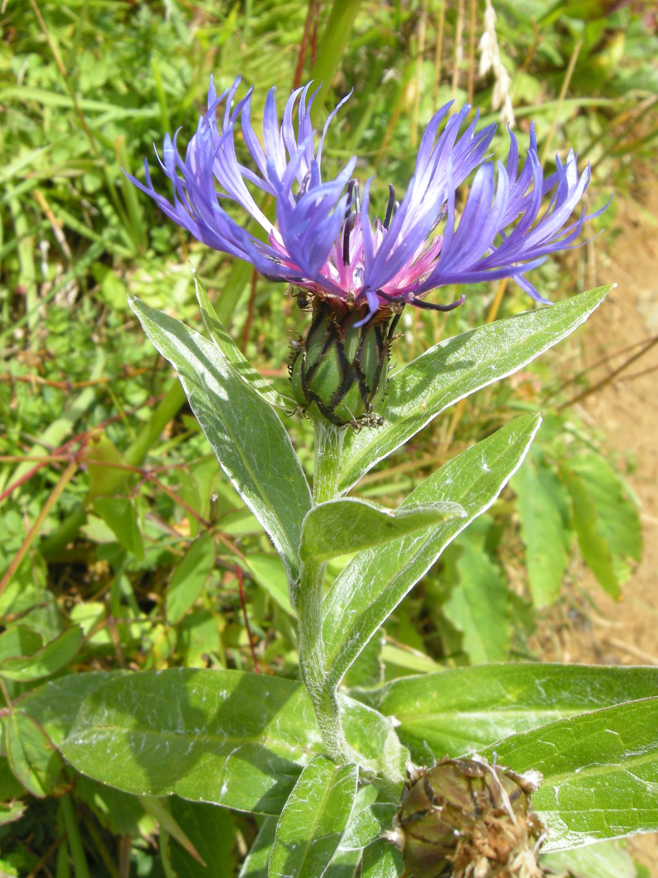Afficher le média centaurea_montana5md centaurea_montana5md