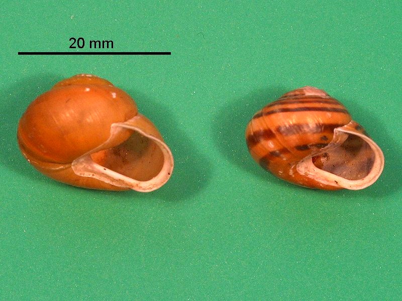 cepaea_hortensis2bmd