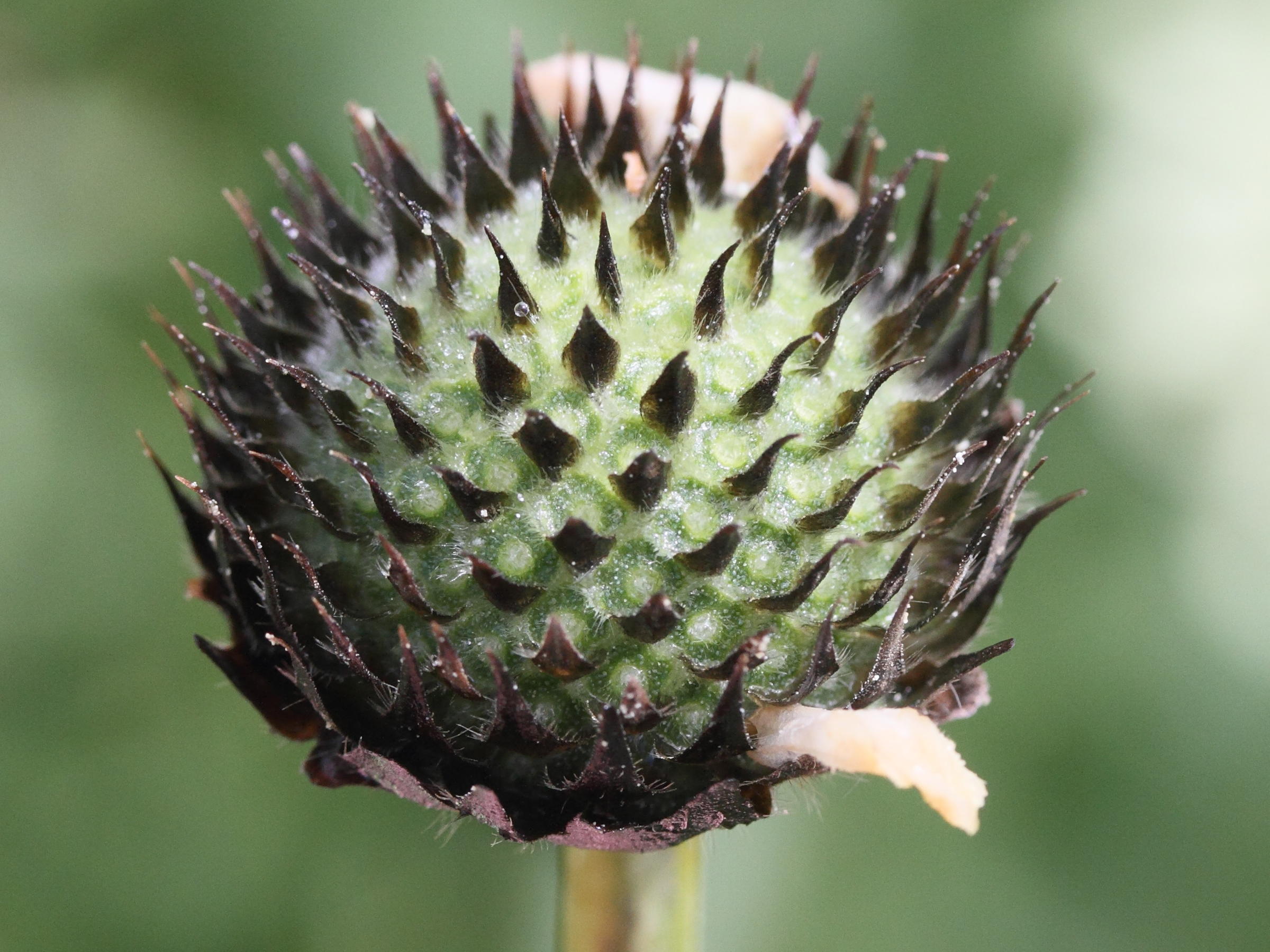 cephalaria_gigantea6md