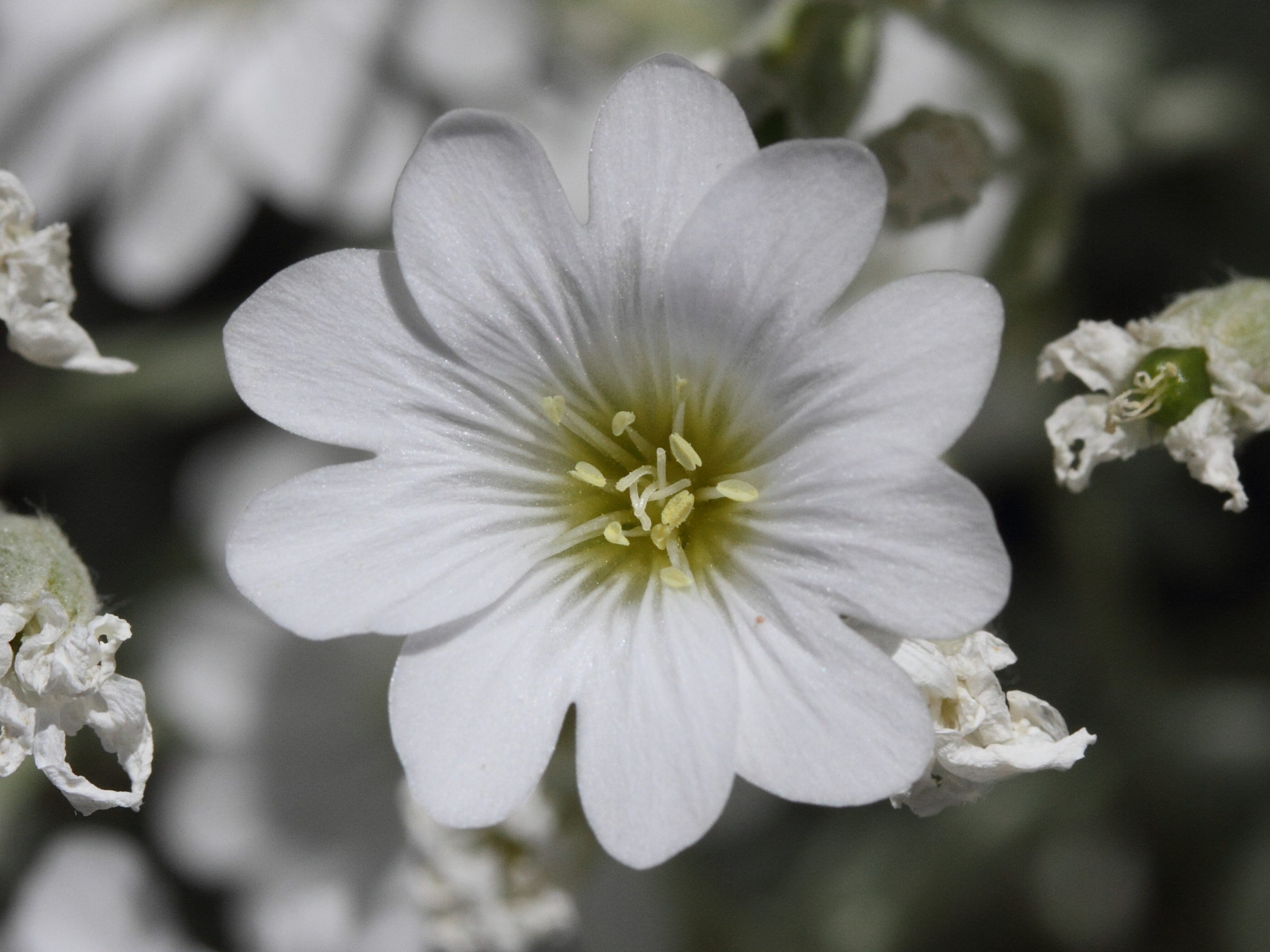 Afficher le média cerastium_tomentosum3md cerastium_tomentosum3md