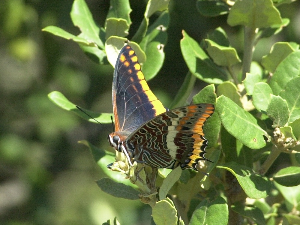 charaxes_jasius2md