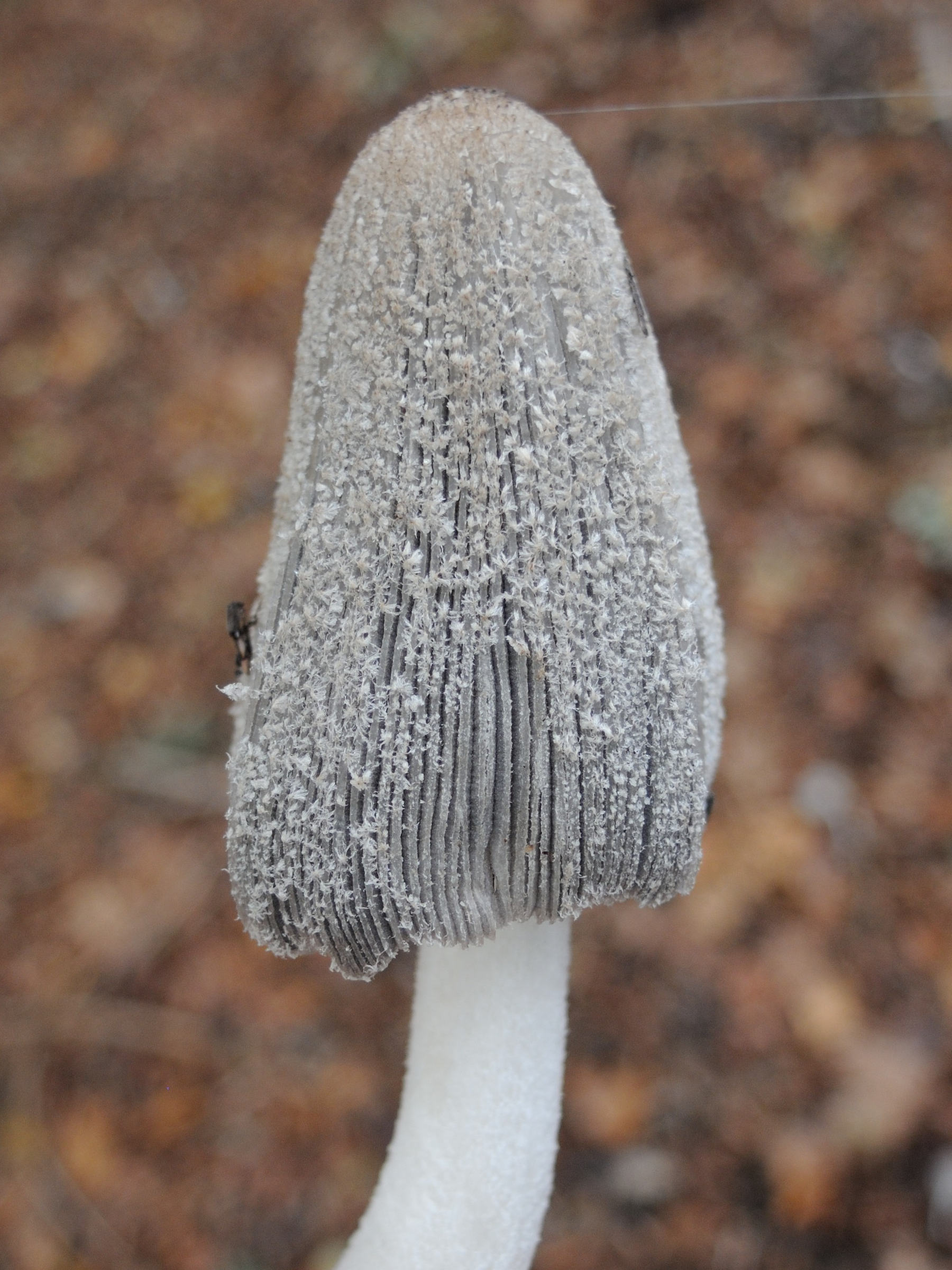 Afficher le média coprinopsis_lagopus3md coprinopsis_lagopus3md
