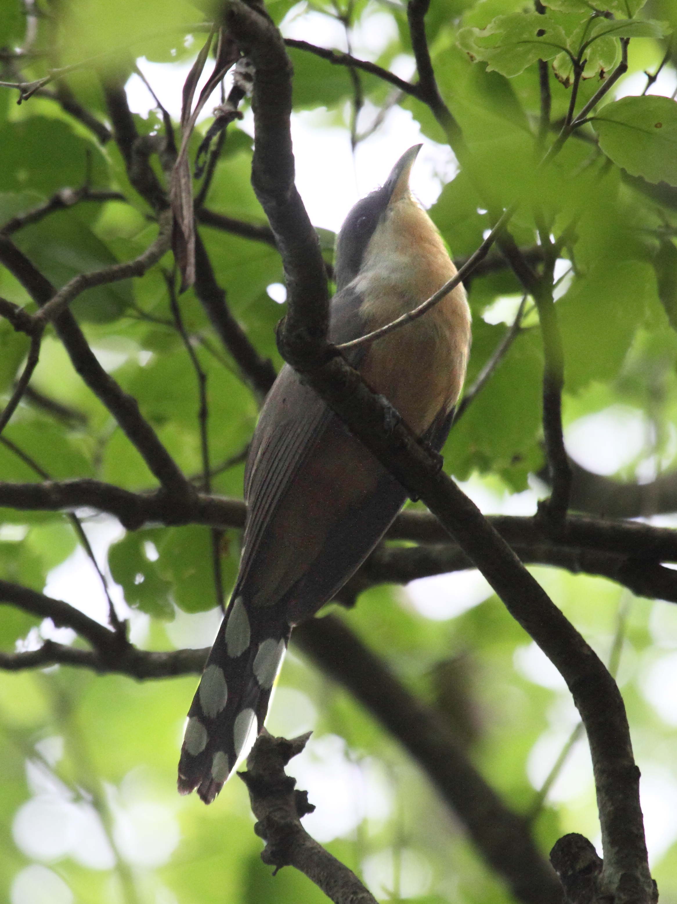 coulicou_manioc_-_coccyzus_minor4bd