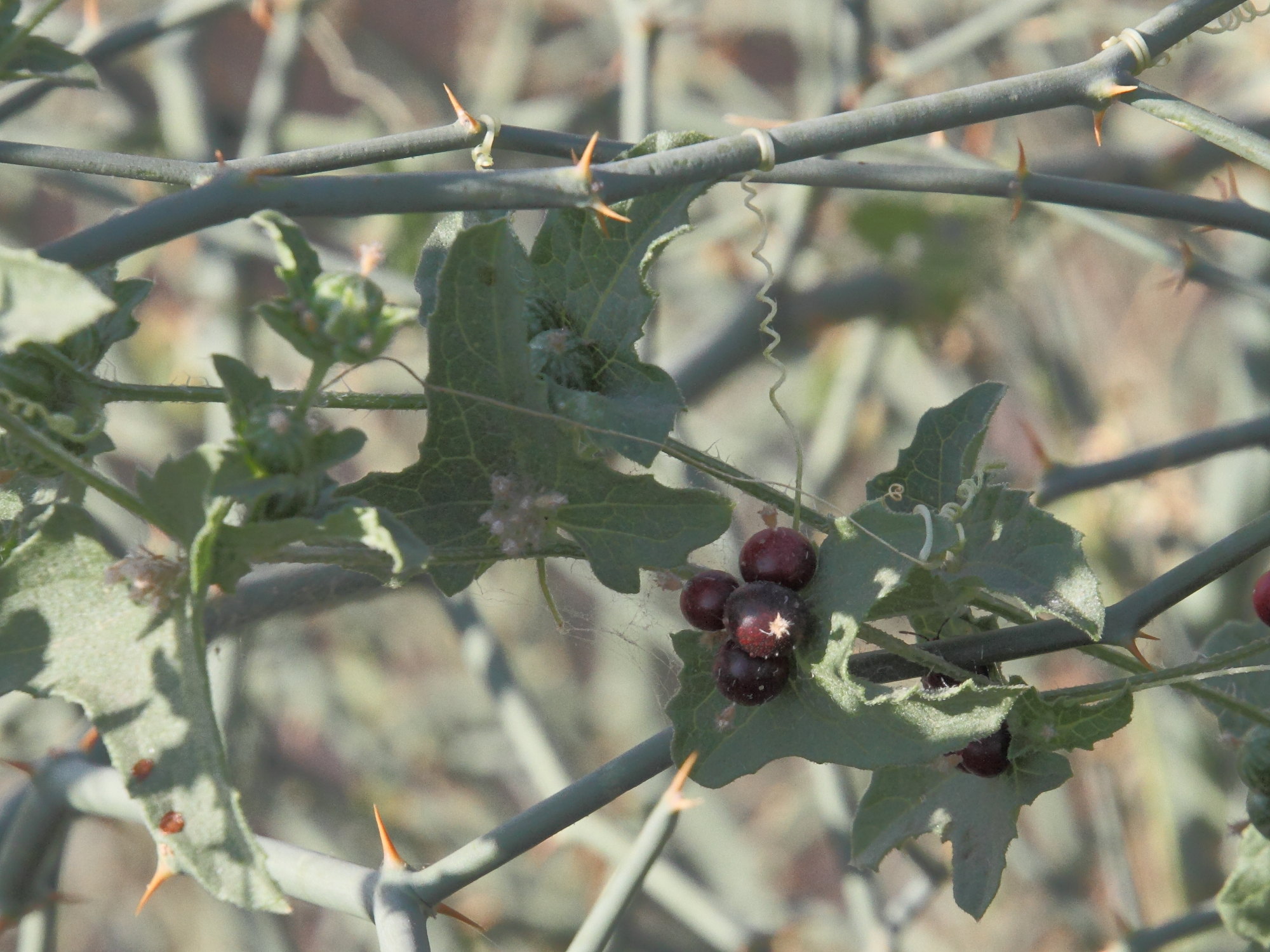 cucumis_maderaspatanus2md