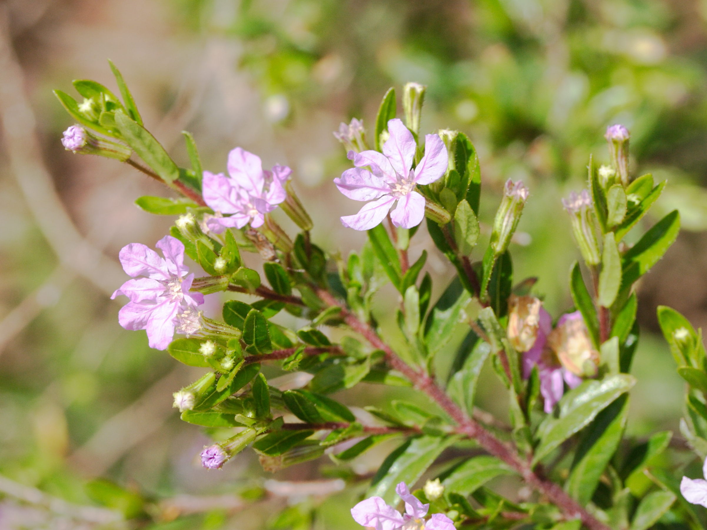 cuphea_hyssopifolia1md