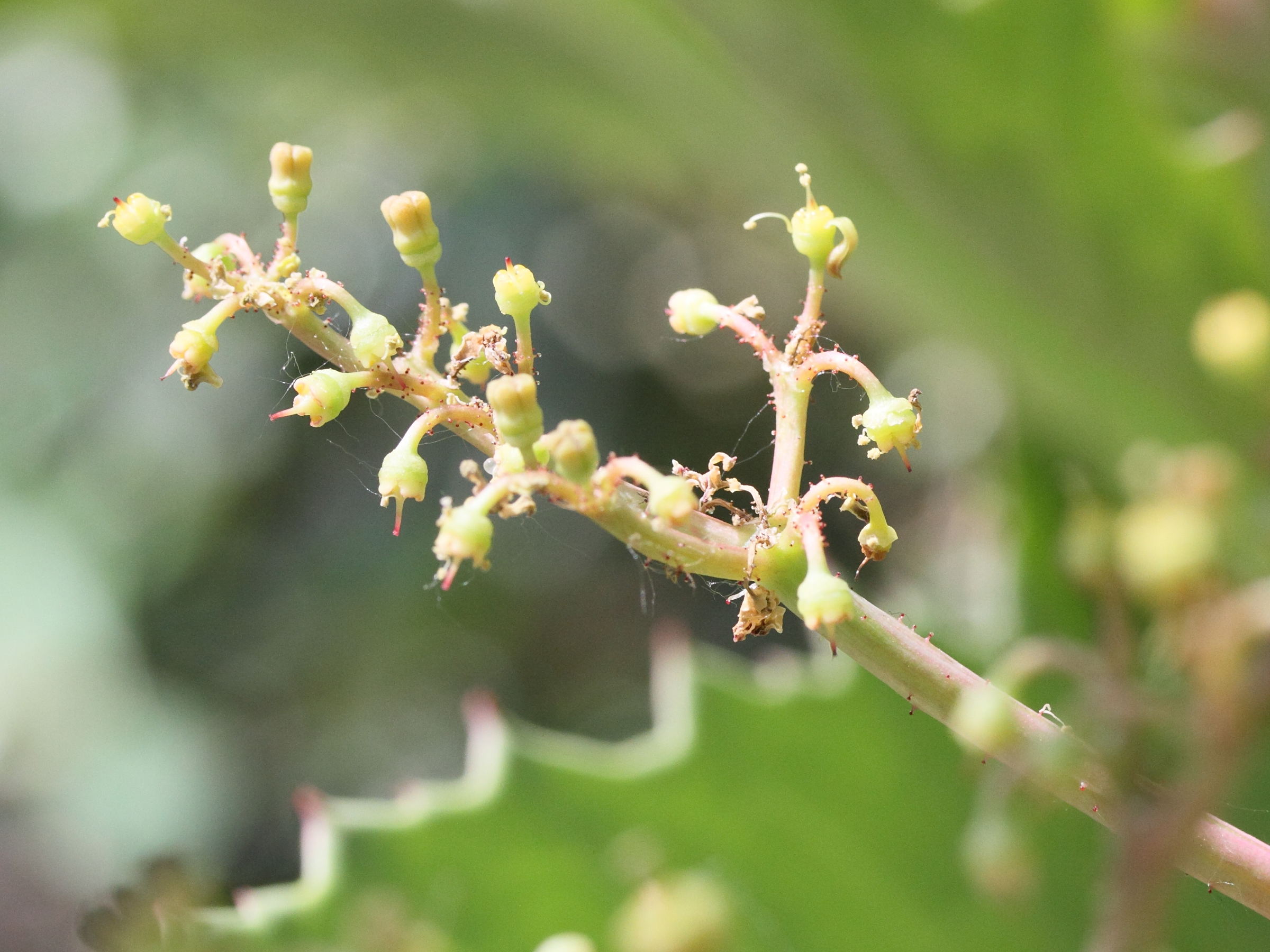 cyphostemma_juttae3md