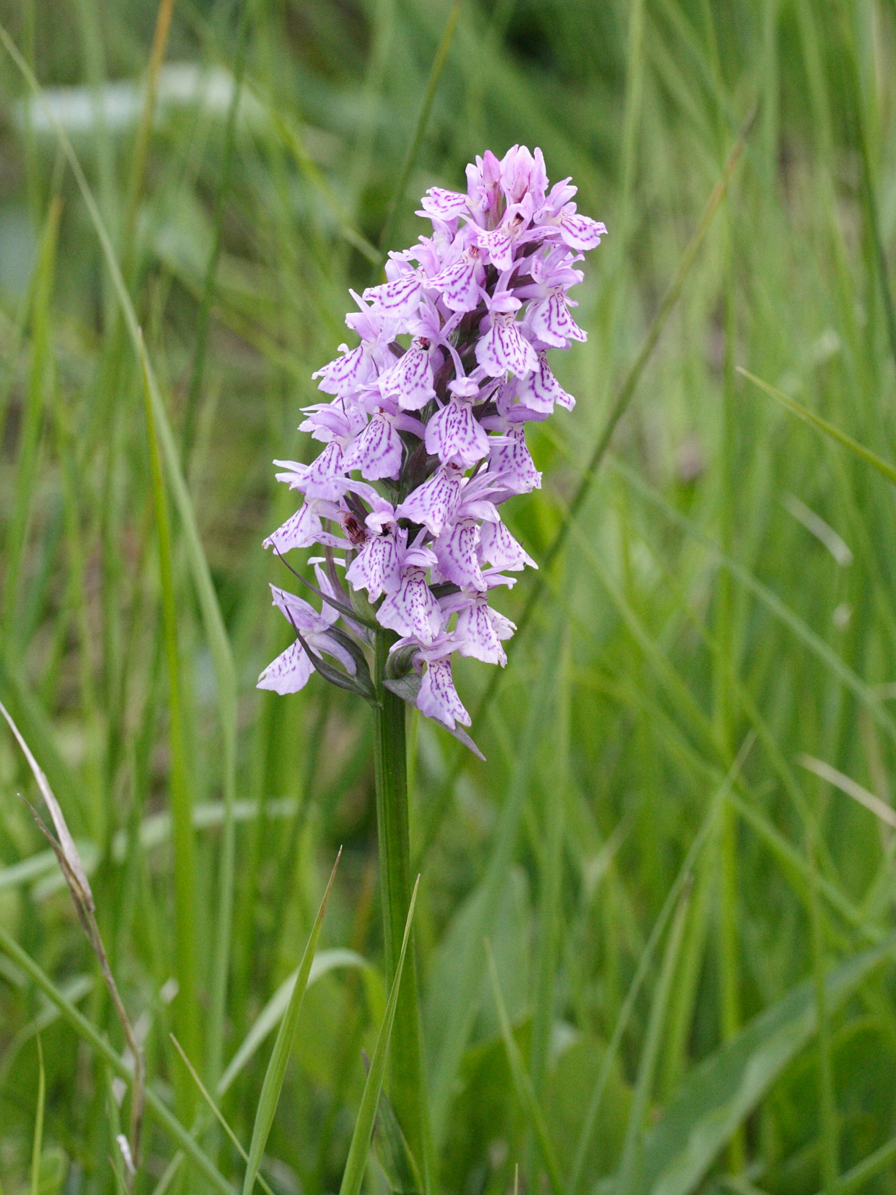 dactylorhiza_x_wiefelspuetziana1md
