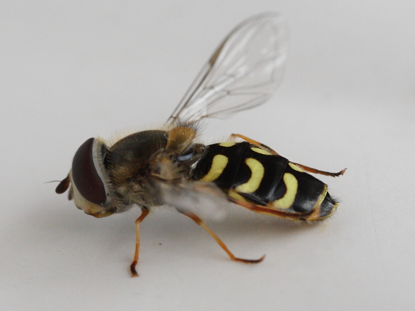 dasysyrphus_pinastri2md