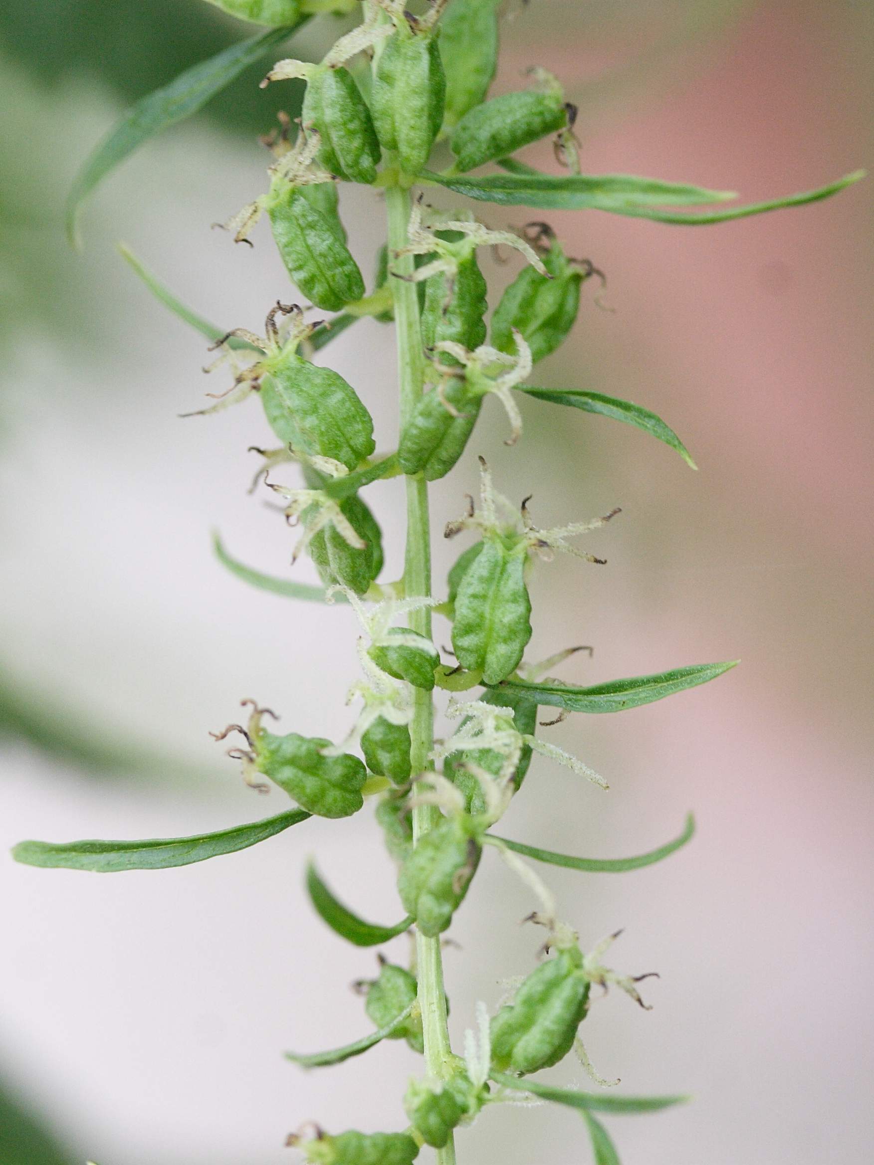 datisca_cannabina3md