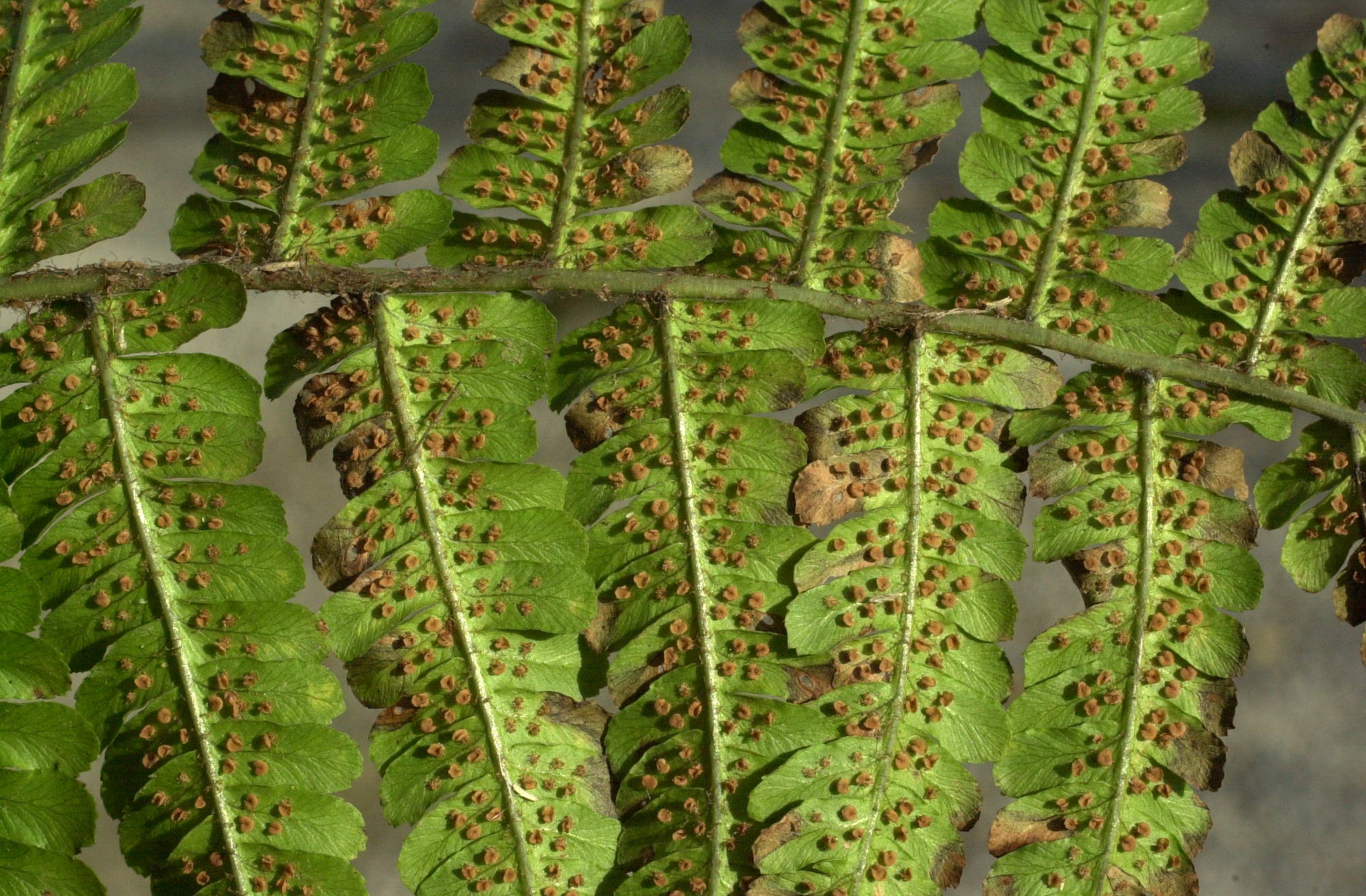 Afficher le média dryopteris_affinis_borreri5md dryopteris_affinis_borreri5md