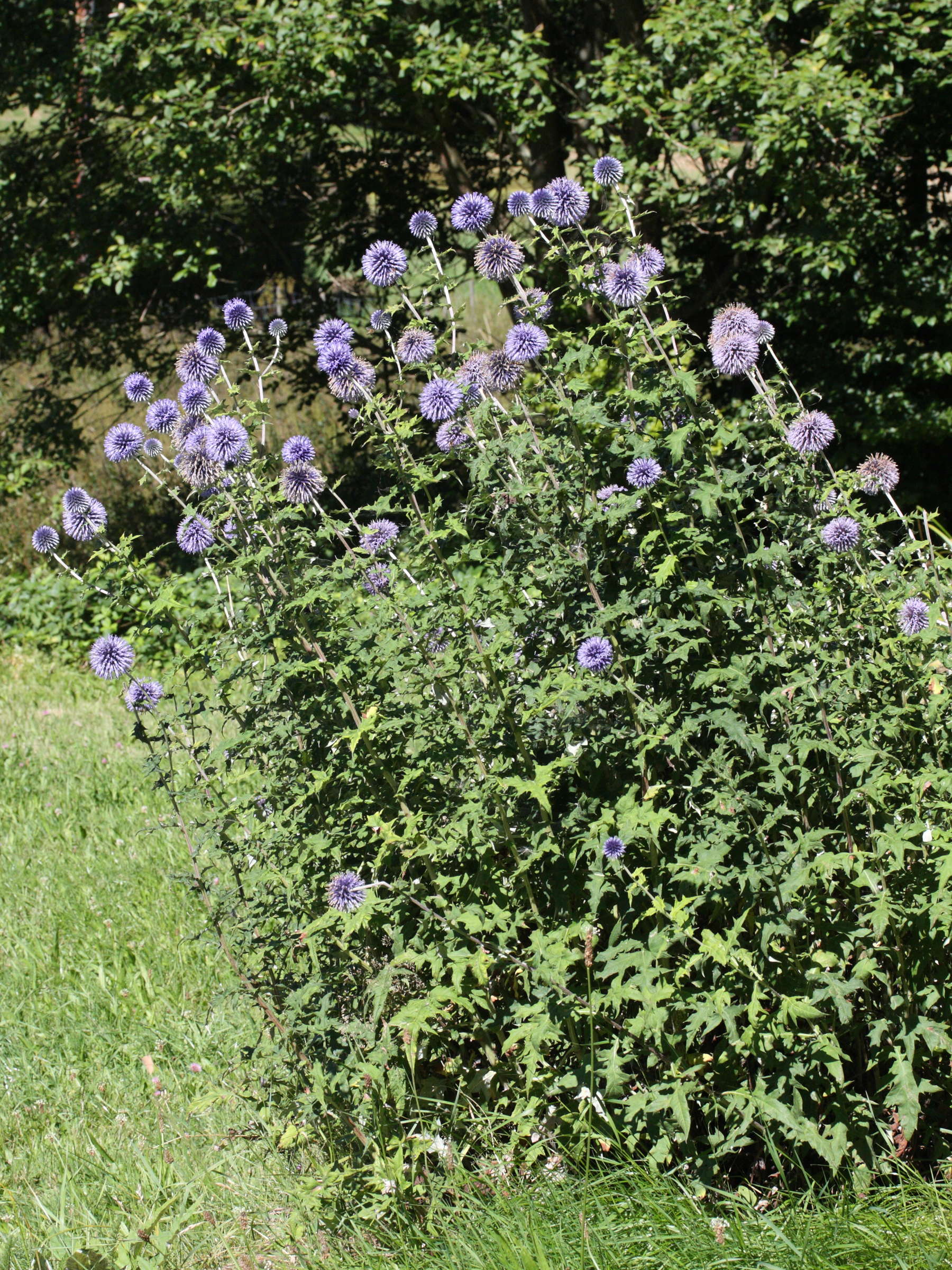 Afficher le média echinops_exaltatus1md echinops_exaltatus1md