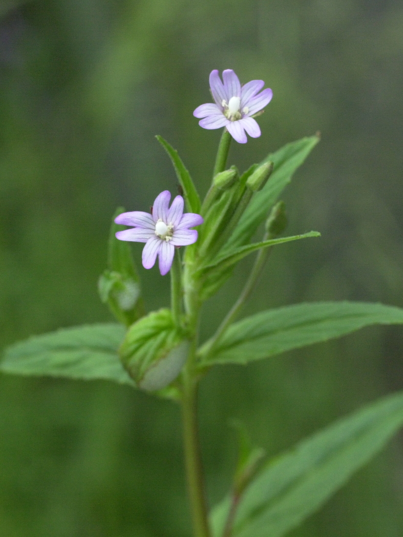 Afficher le média Epilobium_tetragonum Epilobium_tetragonum