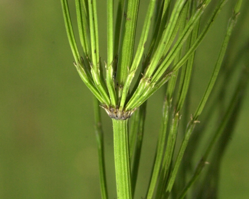 equisetum_arvense5md