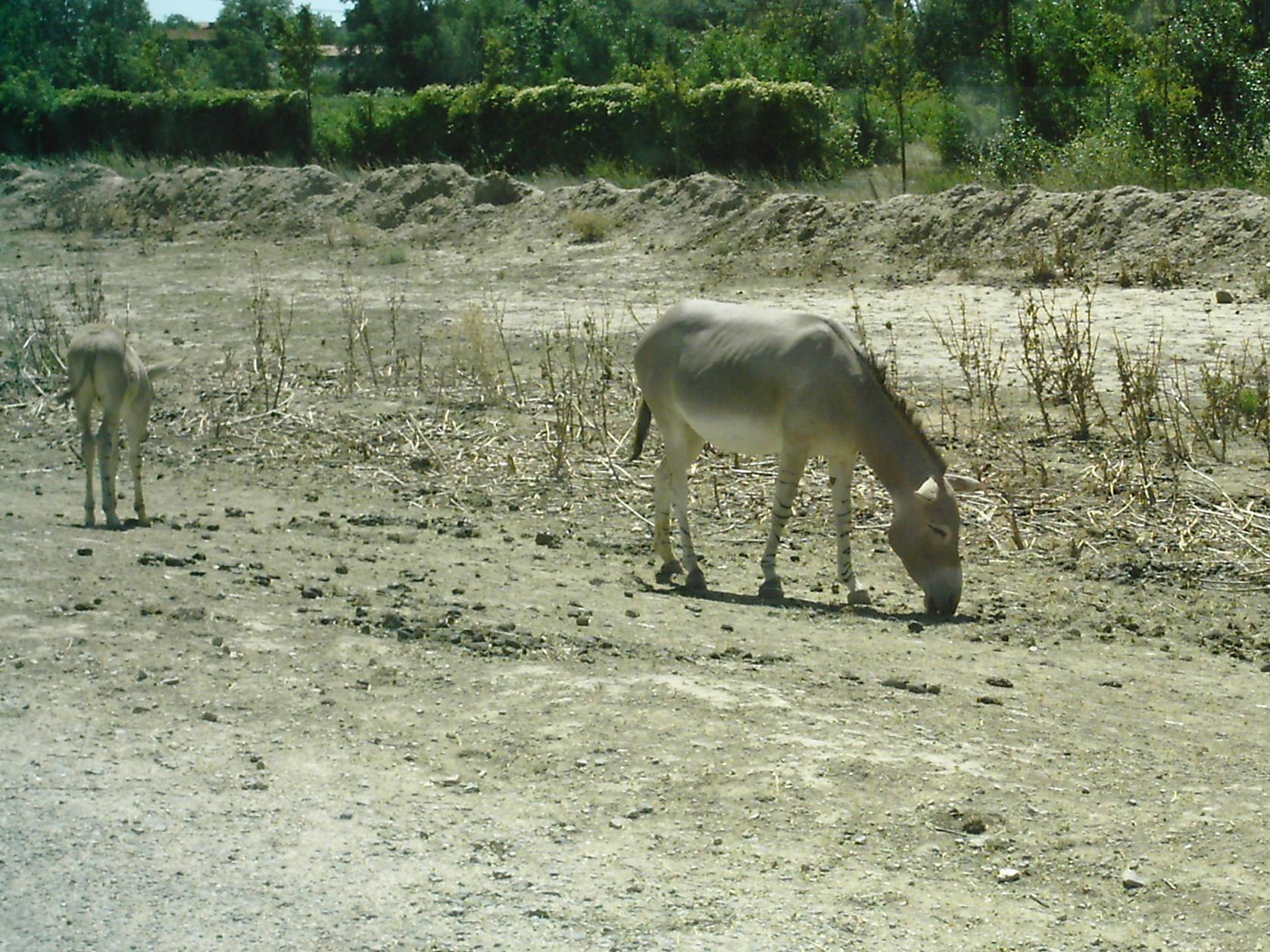 equus_africanus_somaliensiss3cc