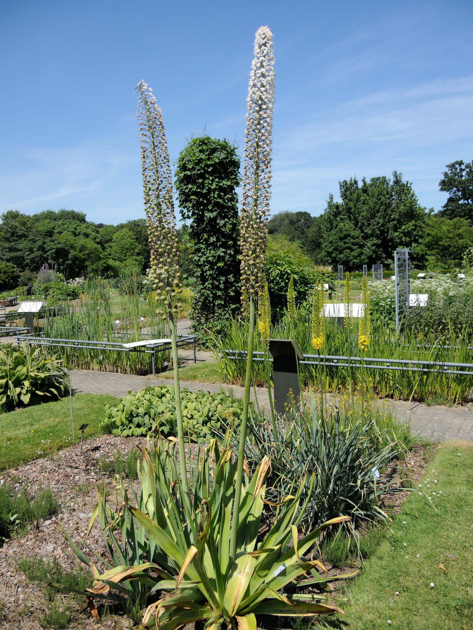 eremurus_robustus1md