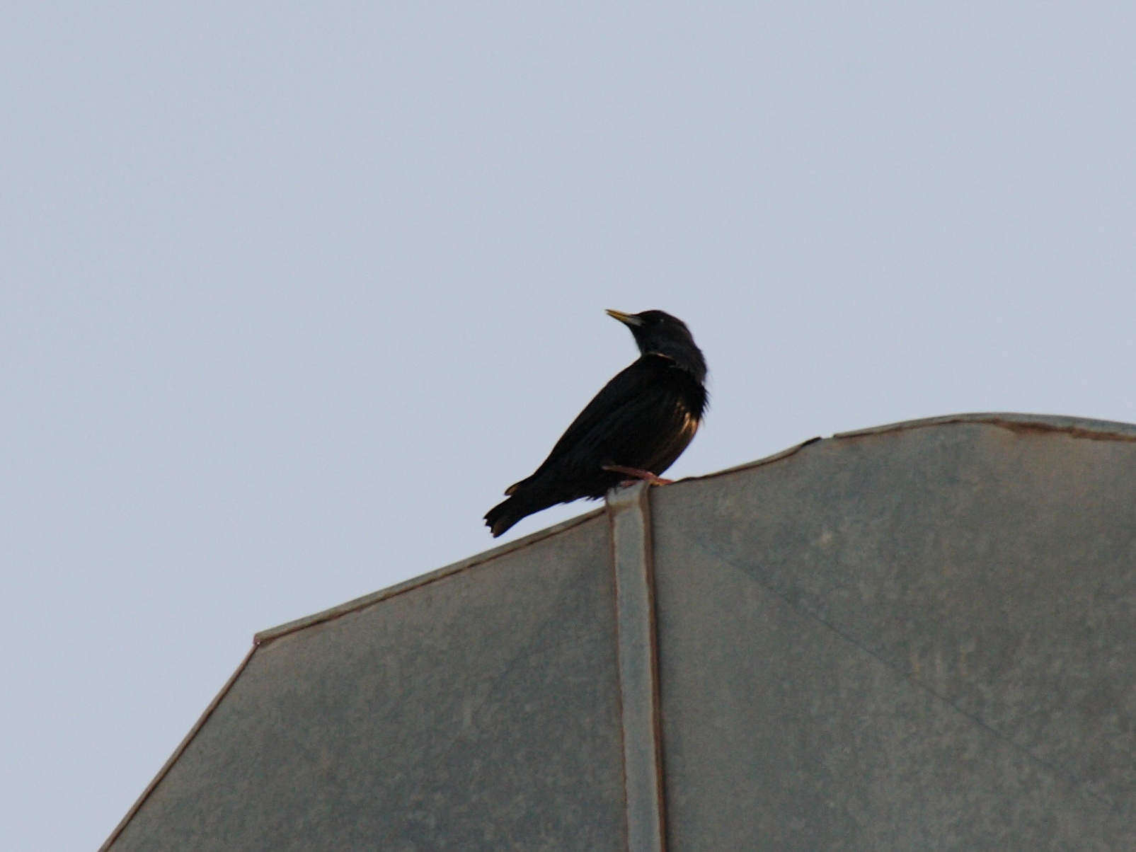 etourneau_unicolore_-_sturnus_unicolor2bd